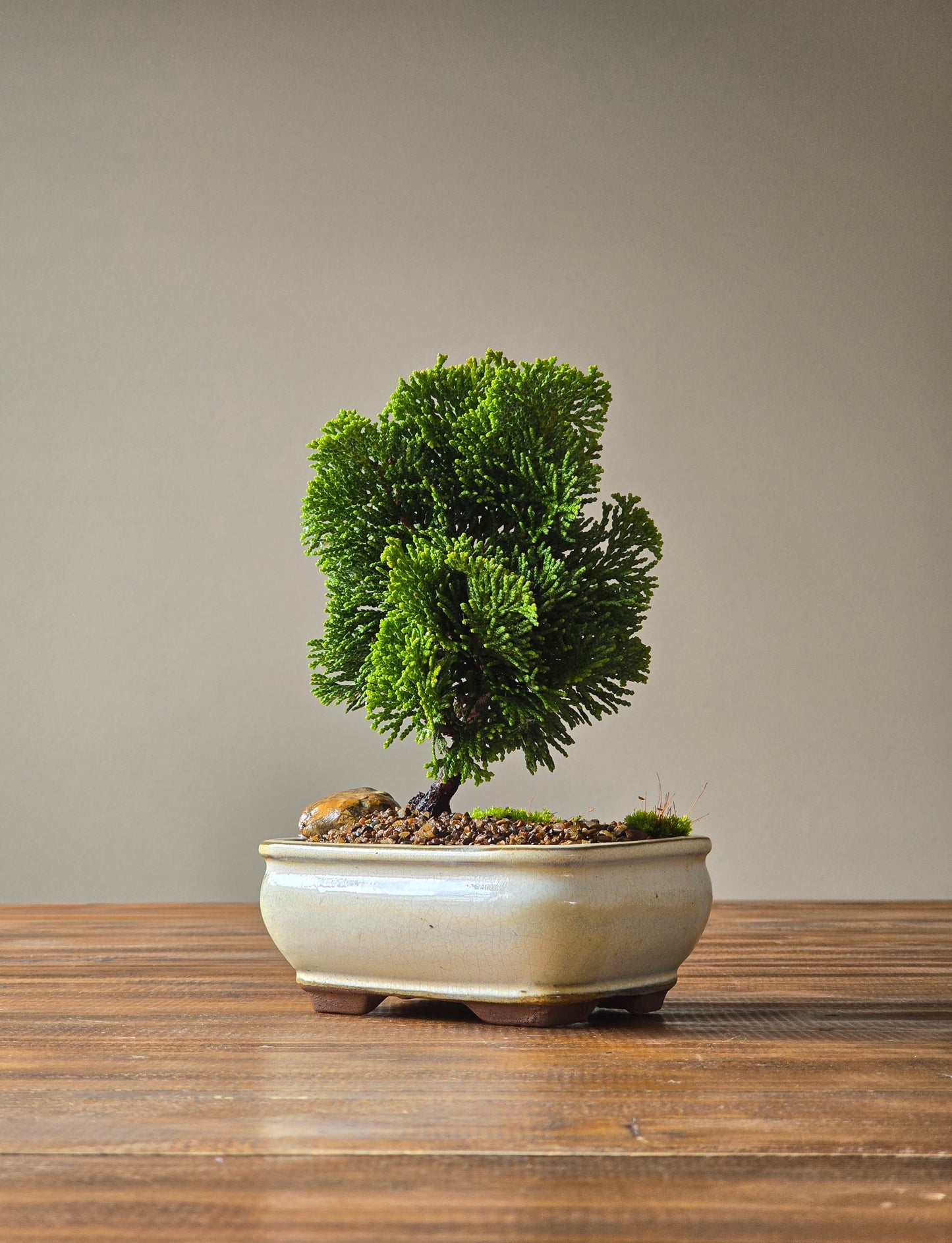 Hinoki Cypress Bonsai