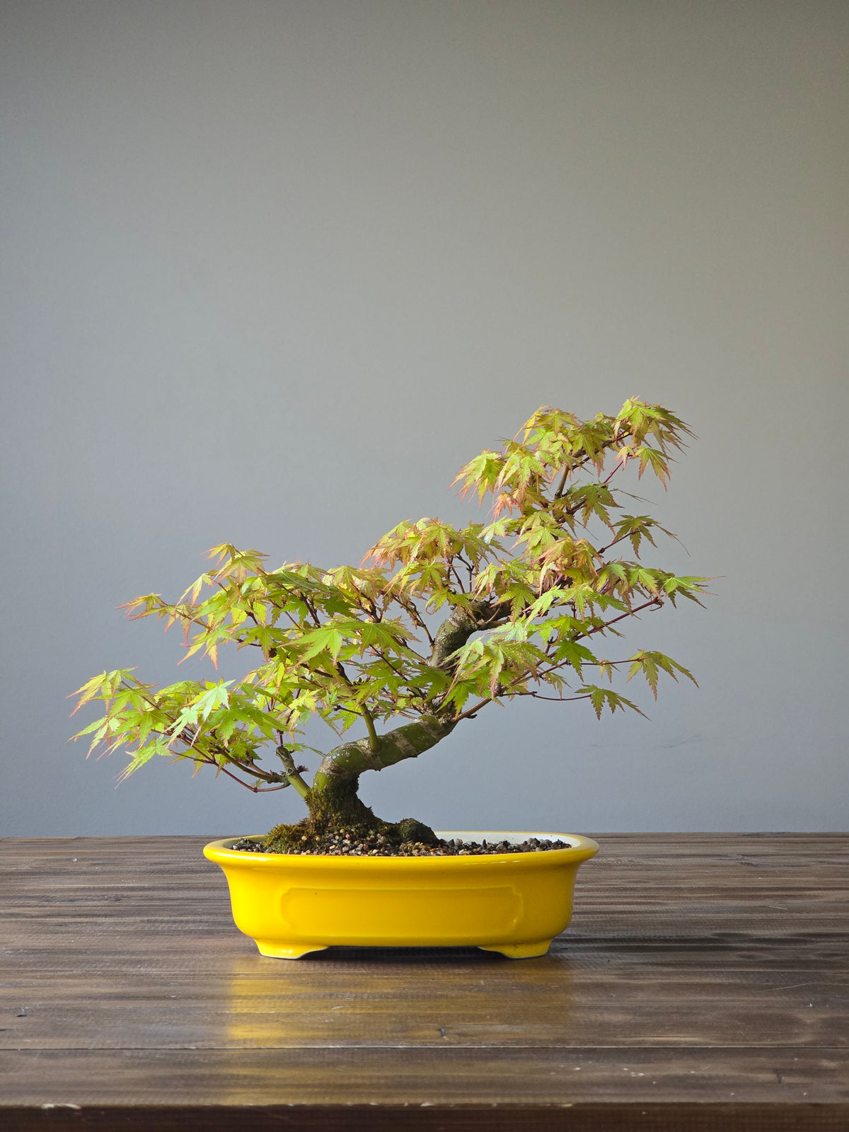 Advanced Japanese Maple Bonsai, Purple Shallow Pot (Lay-by Available)