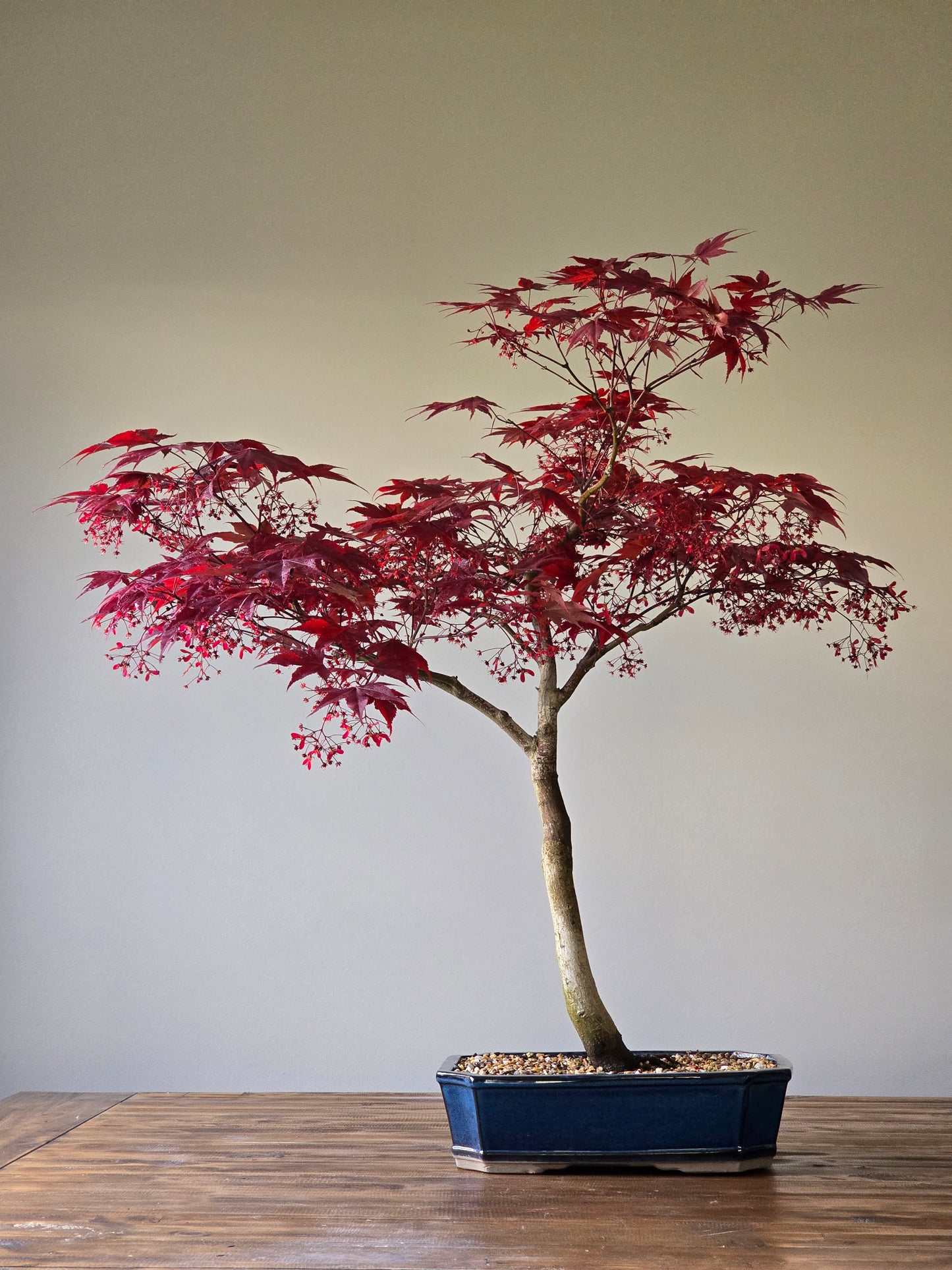 Large Bloodgood Japanese Maple (PICKUP ONLY)