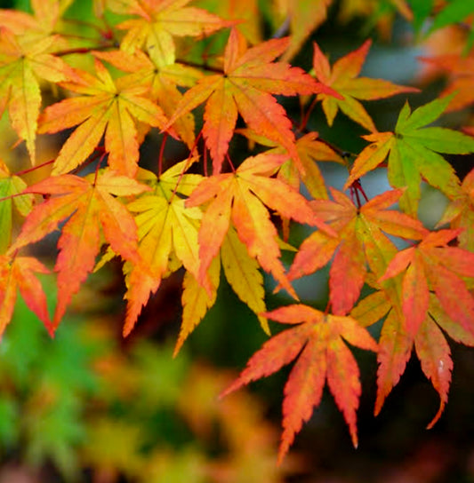 Japanese Maple Bonsai