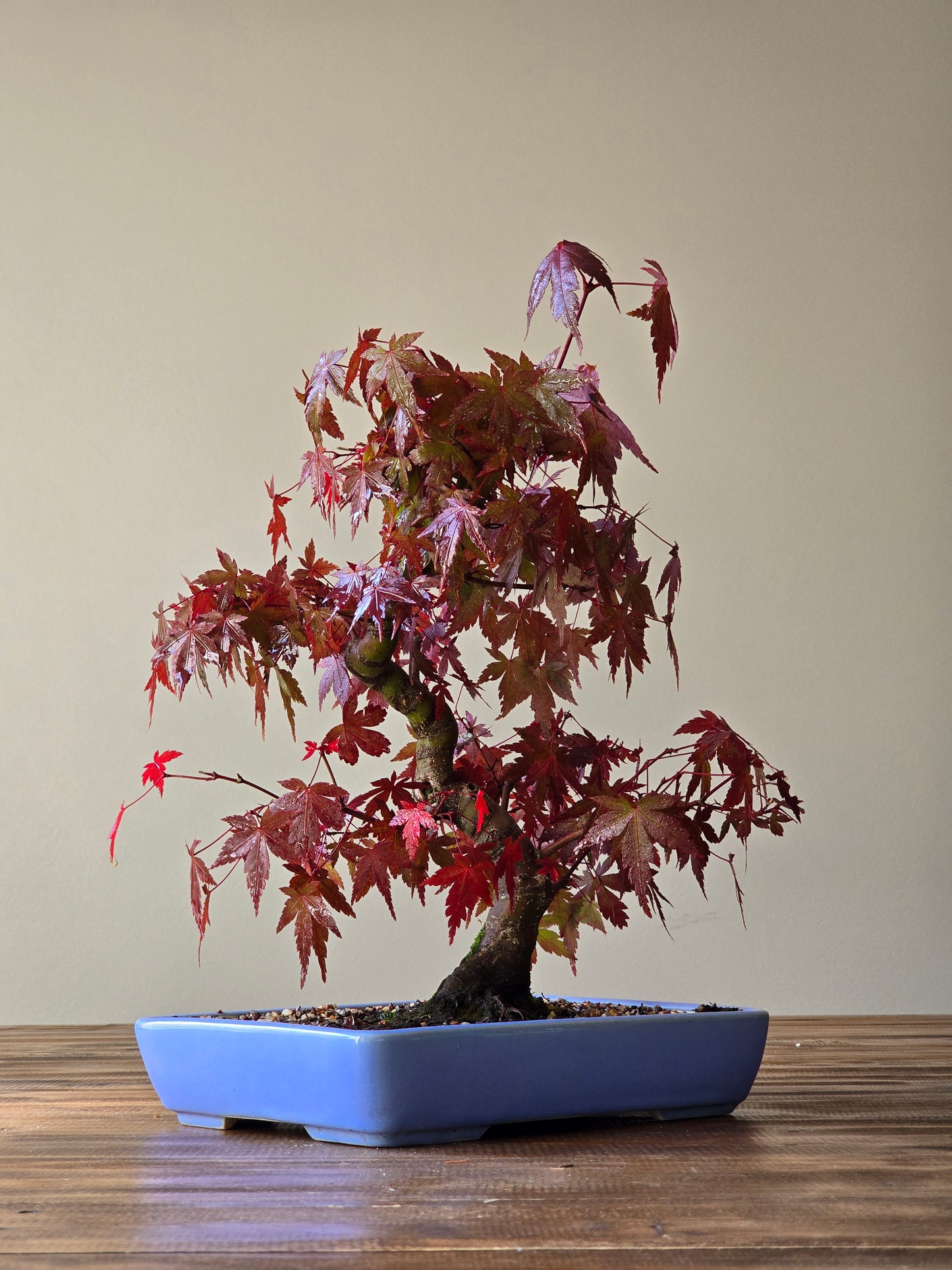 Advanced Japanese Maple Bonsai, Purple Shallow Pot (Lay-by Available)