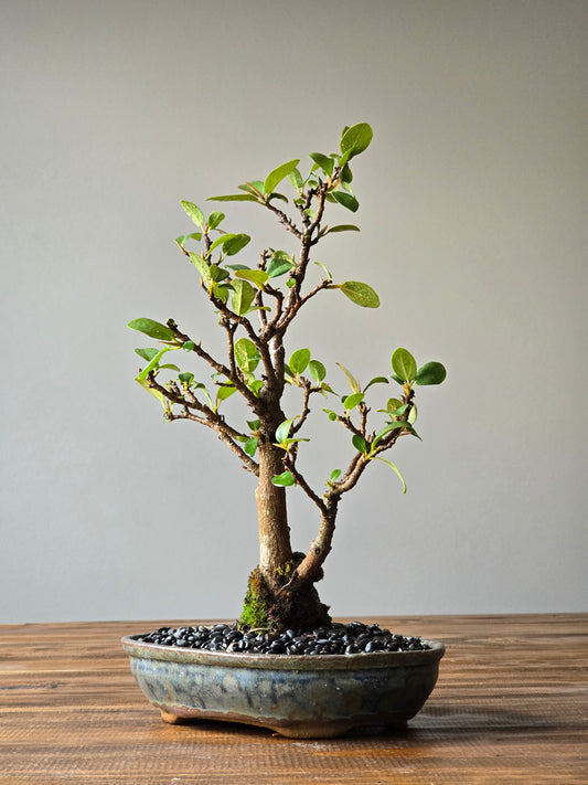 Advanced Ficus Rubiginosa (Port Jackson Fig) Bonsai in handmade pot