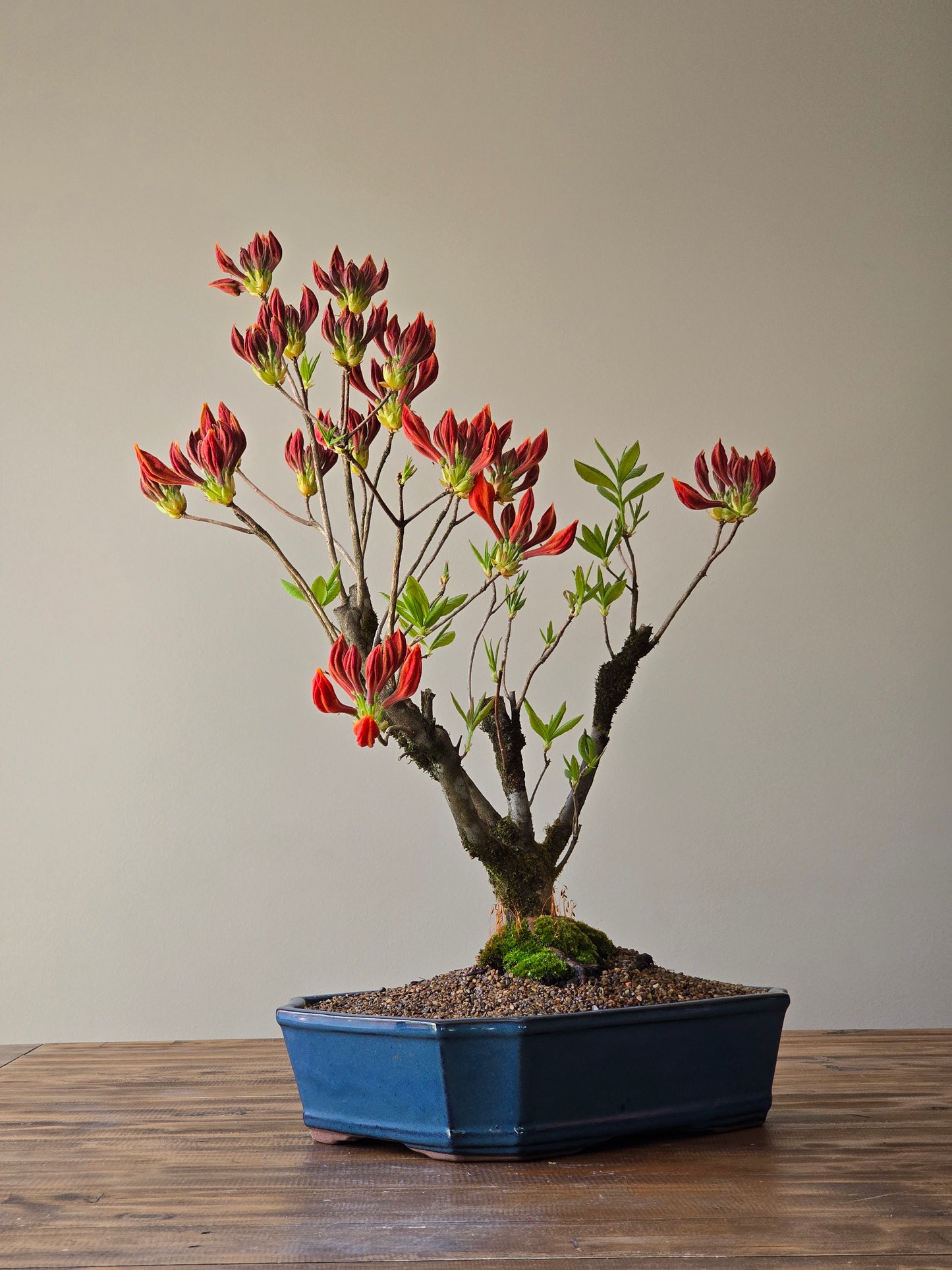 Large Azalea "GoldenEagle" (Pickup Only)