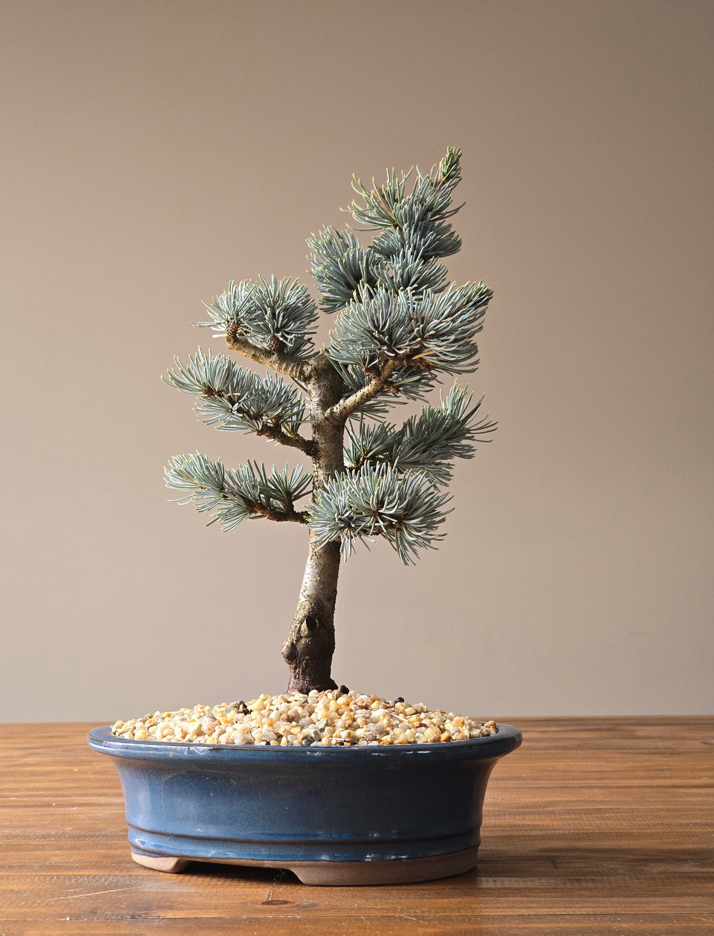 Atlantic Blue Cedar Bonsai #01