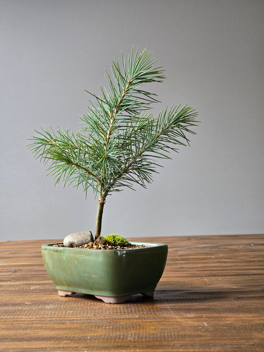 Cedrus Deodara Bonsai Starter