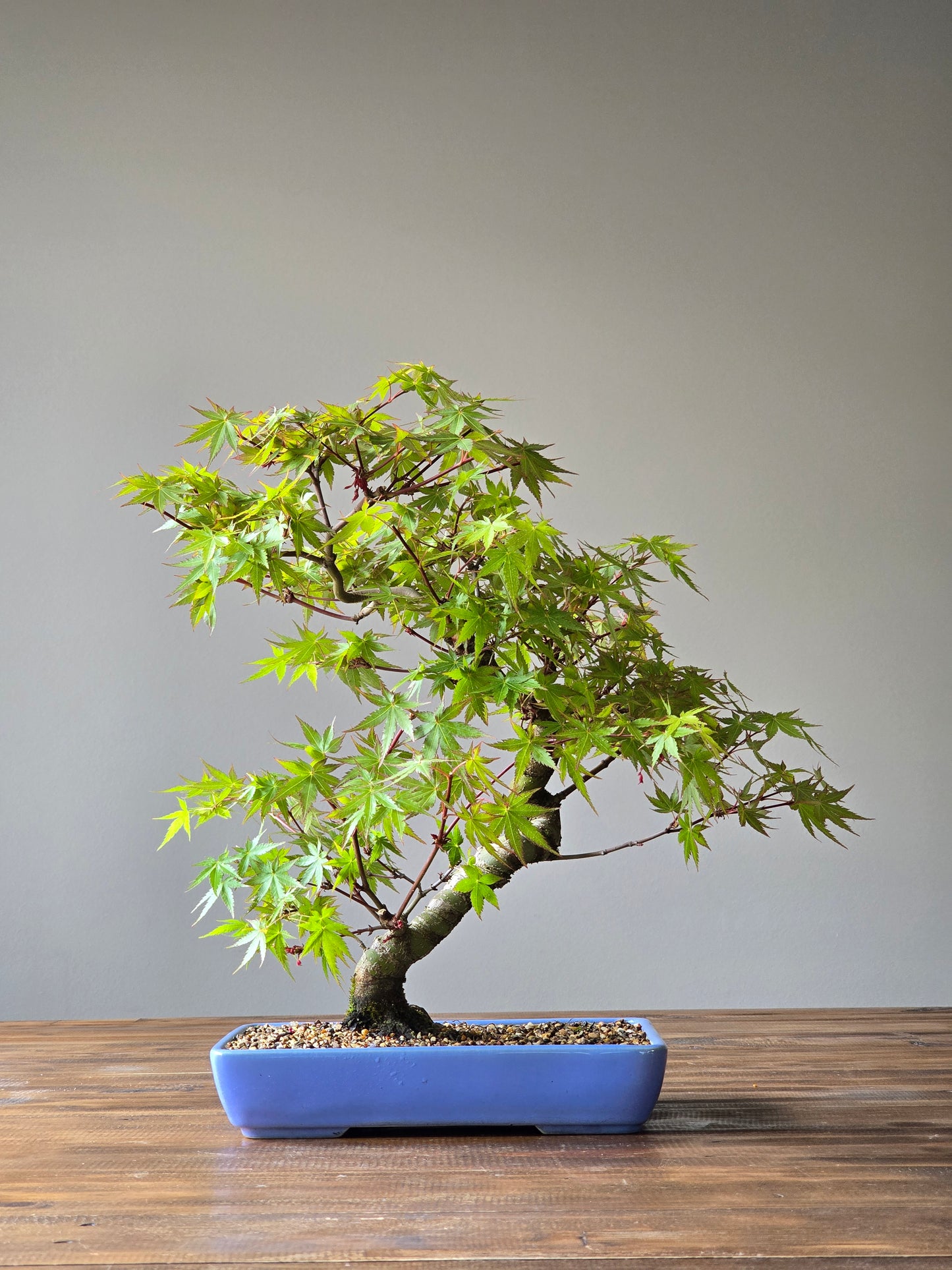 Advanced Japanese Maple Bonsai, Purple Shallow Pot (Lay-by Available)