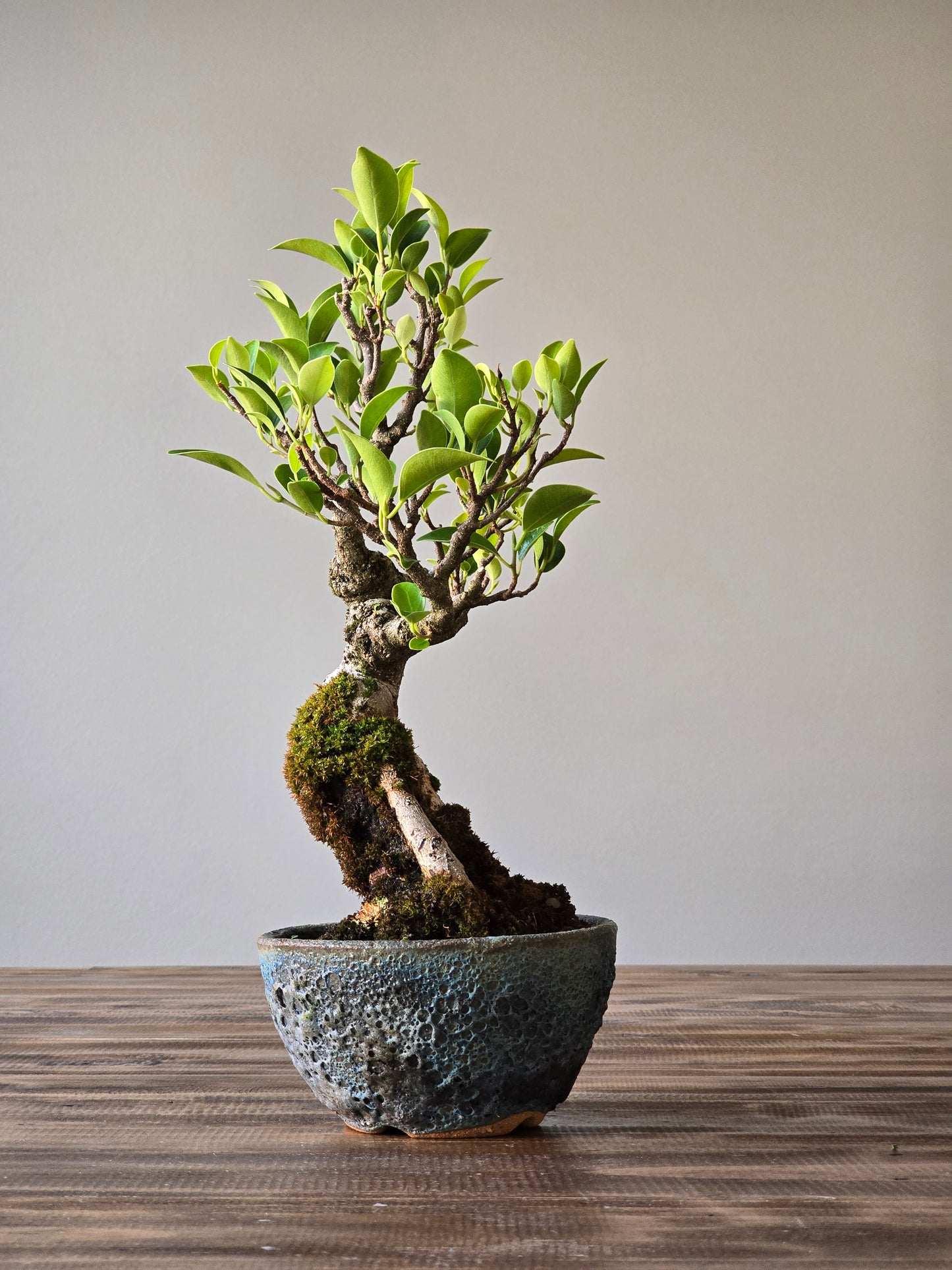 Advanced Ficus Rubiginosa (Port Jackson Fig) Bonsai in handmade pot