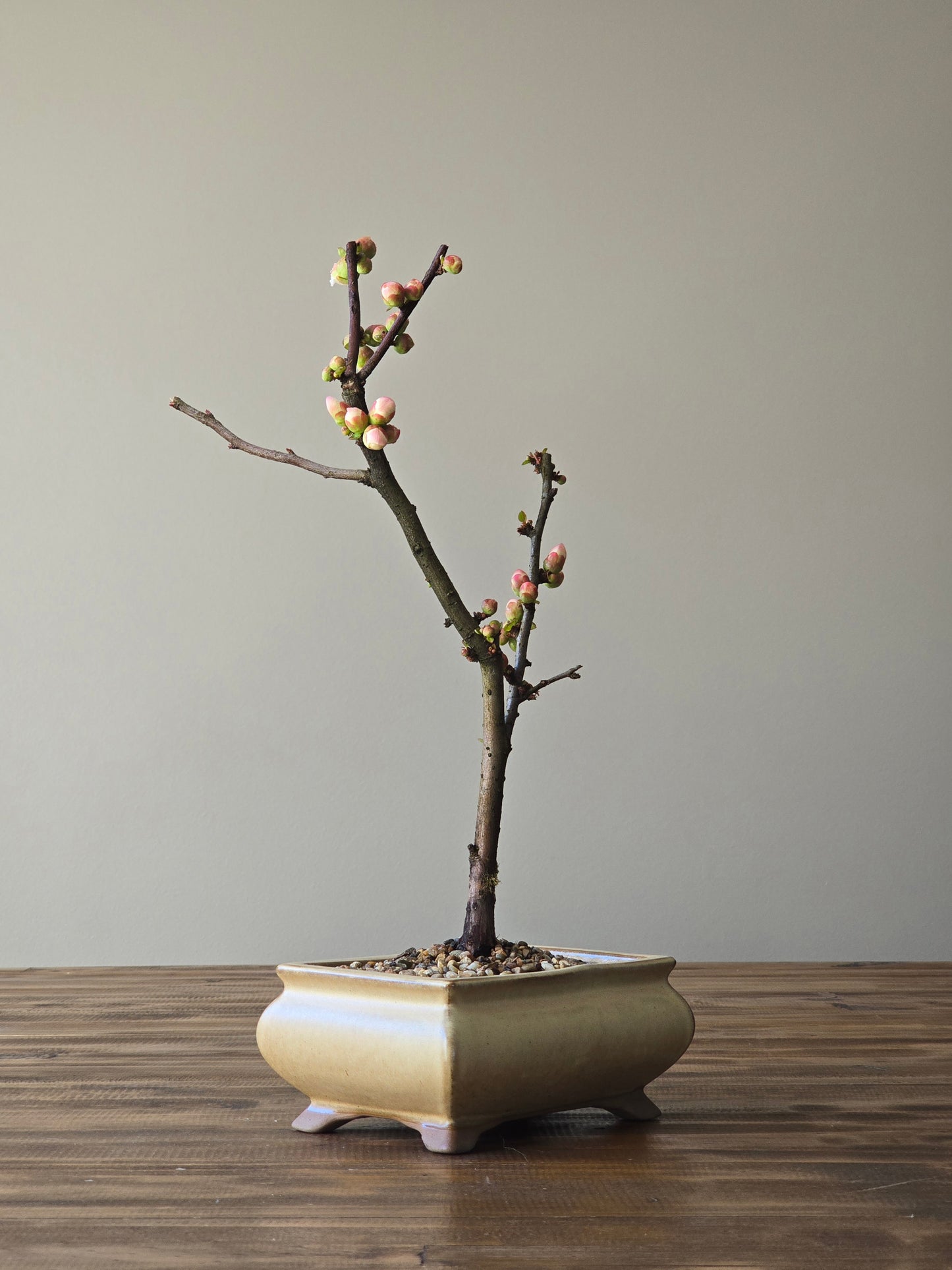 Quince Bonsai