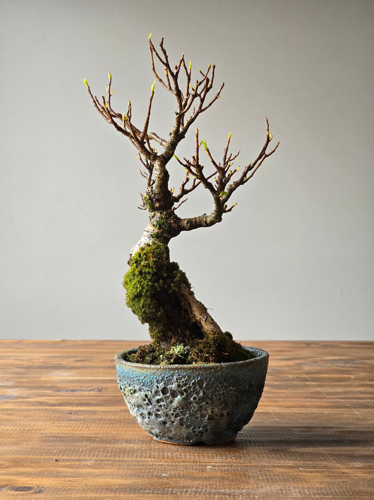 Advanced Ficus Rubiginosa (Port Jackson Fig) Bonsai in handmade pot