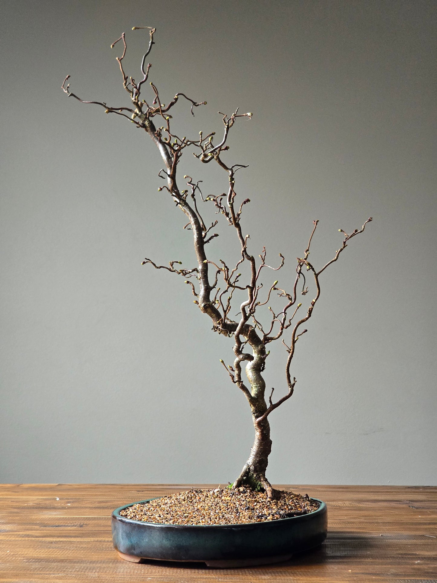 Corkscrew Hazels Bonsai