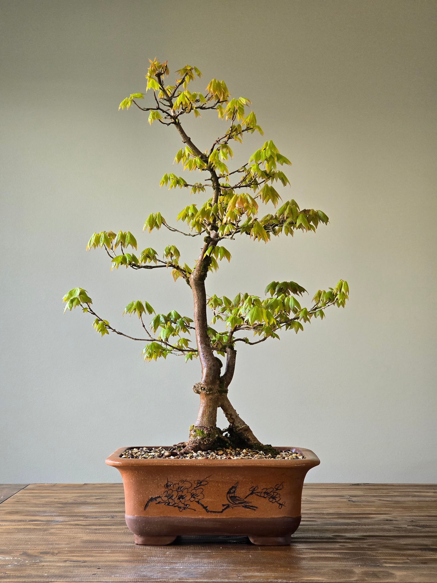 Large Trident Maple Bonsai (PICKUP ONLY)