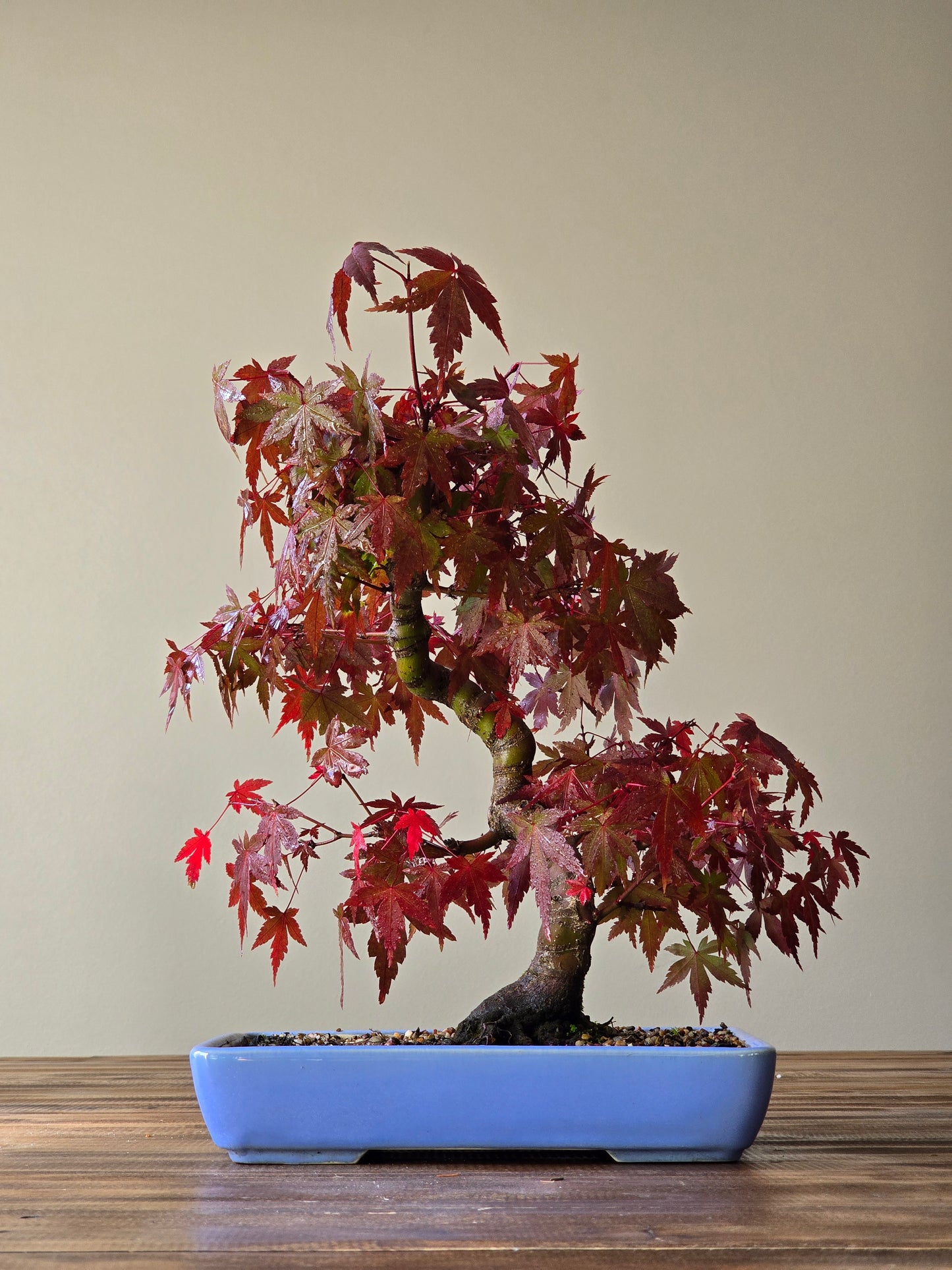 Advanced Japanese Maple Bonsai, Purple Shallow Pot (Lay-by Available)