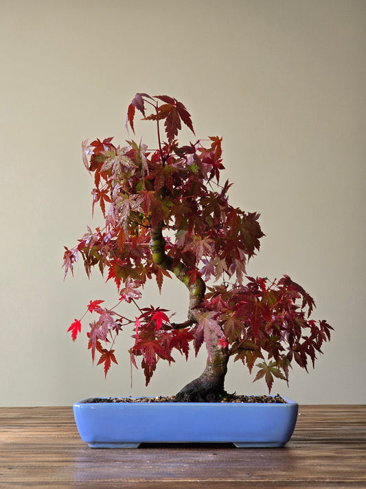 Advanced Japanese Maple Bonsai, Purple Shallow Pot (Lay-by Available)