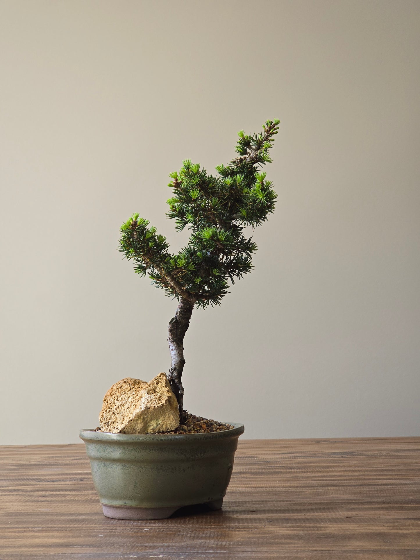 Cedrus Libani (Kenwith) Bonsai