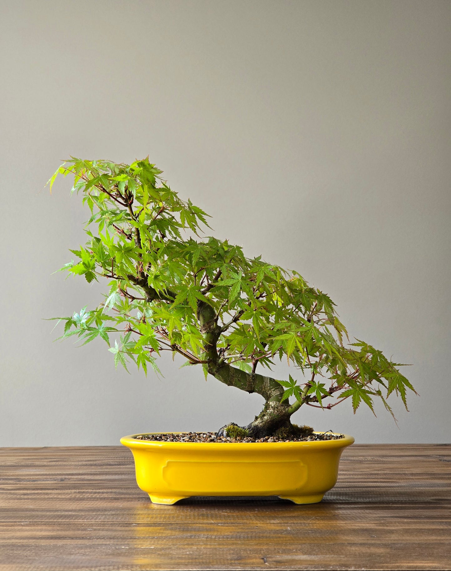 Advanced Japanese Maple Bonsai, Yellow Pot (Lay-by Available)