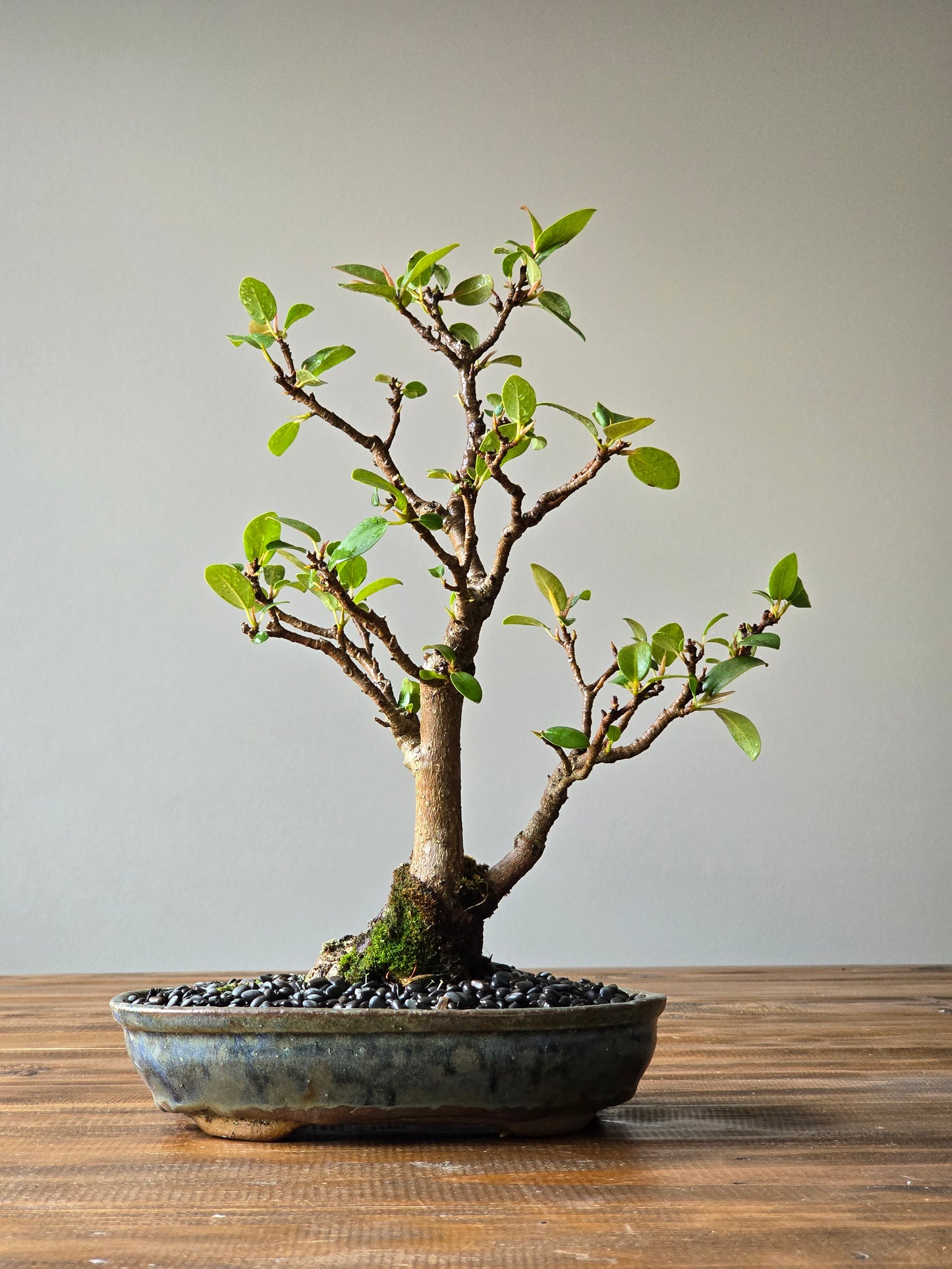 Advanced Ficus Rubiginosa (Port Jackson Fig) Bonsai in handmade pot
