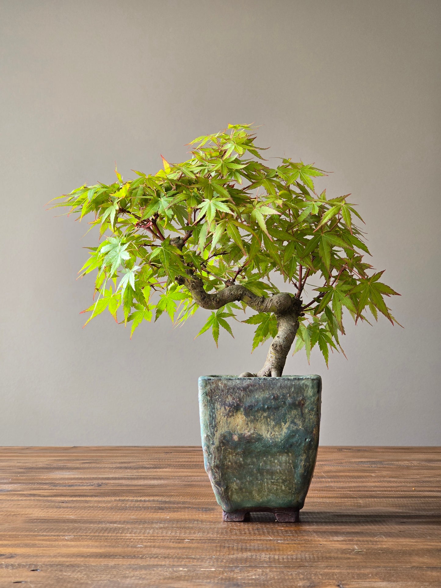 Semi Cascade Coral Bark Japanese Maple with handmade pot