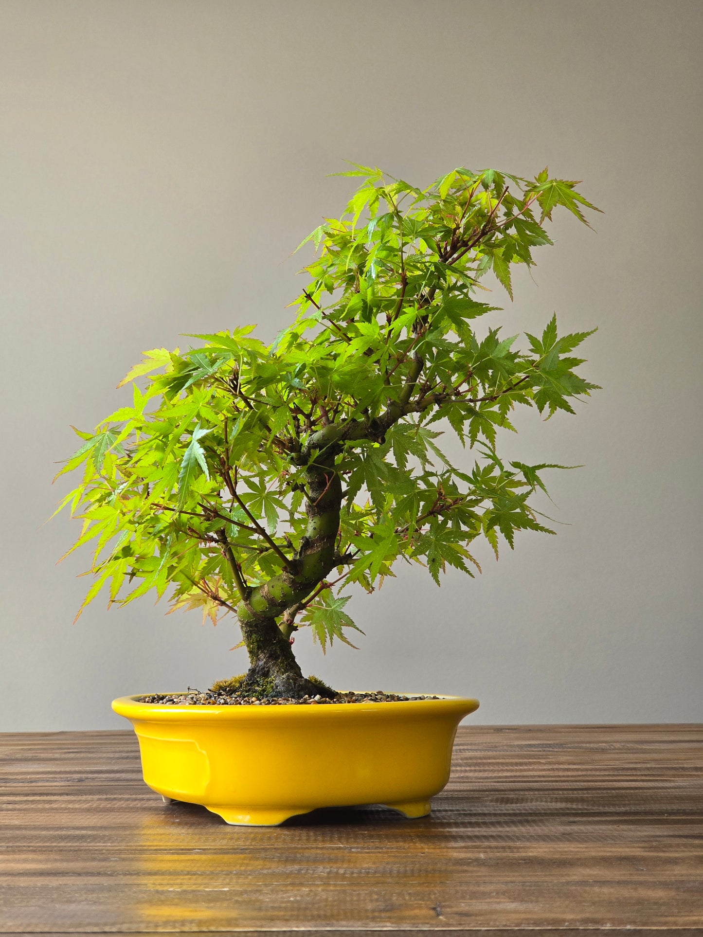 Advanced Japanese Maple Bonsai, Yellow Pot (Lay-by Available)