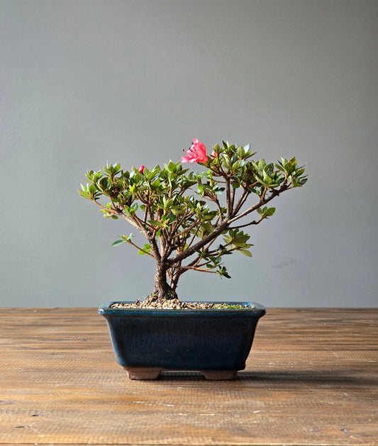 Kurume Azalea Bonsai