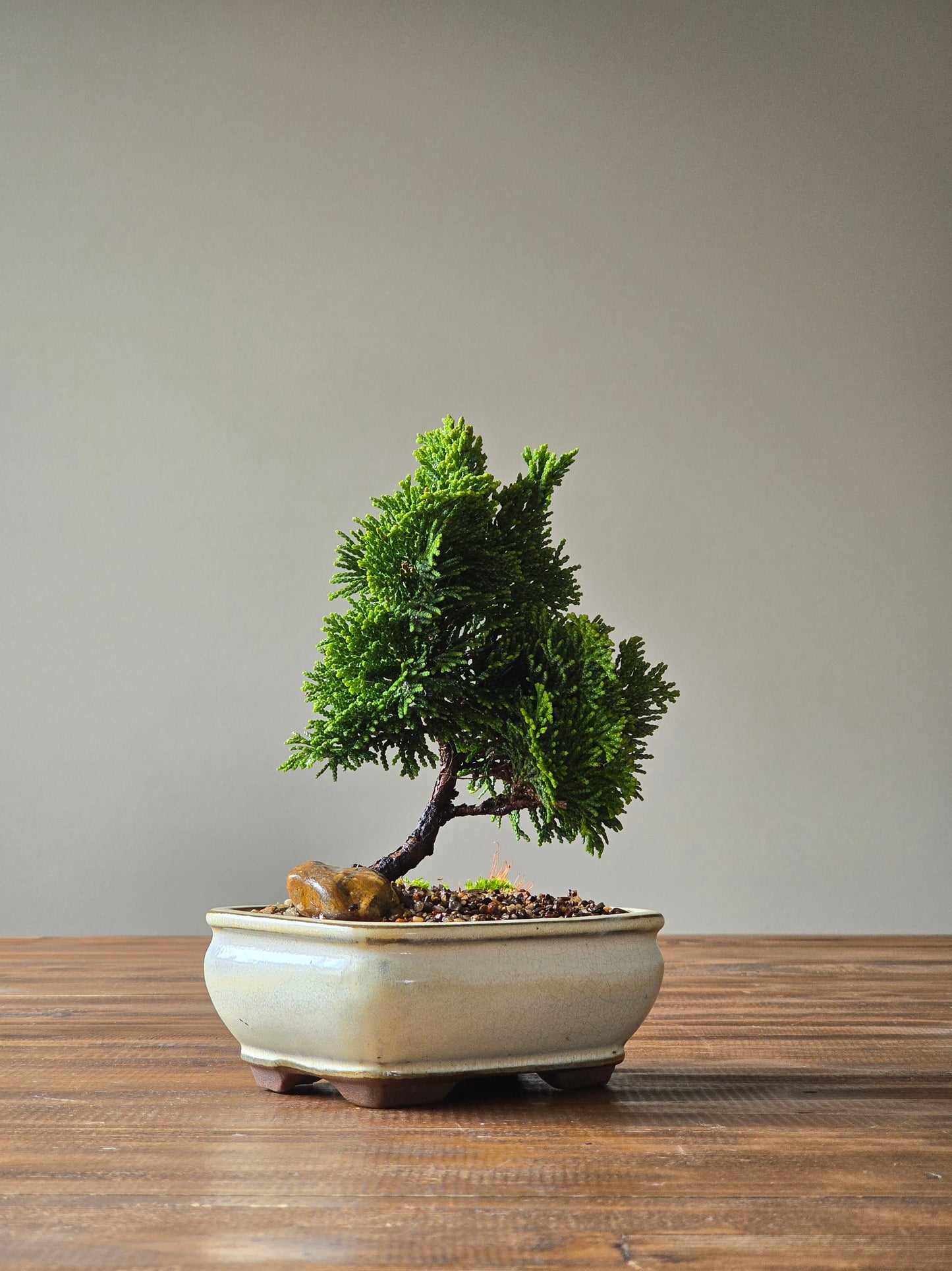 Hinoki Cypress Bonsai