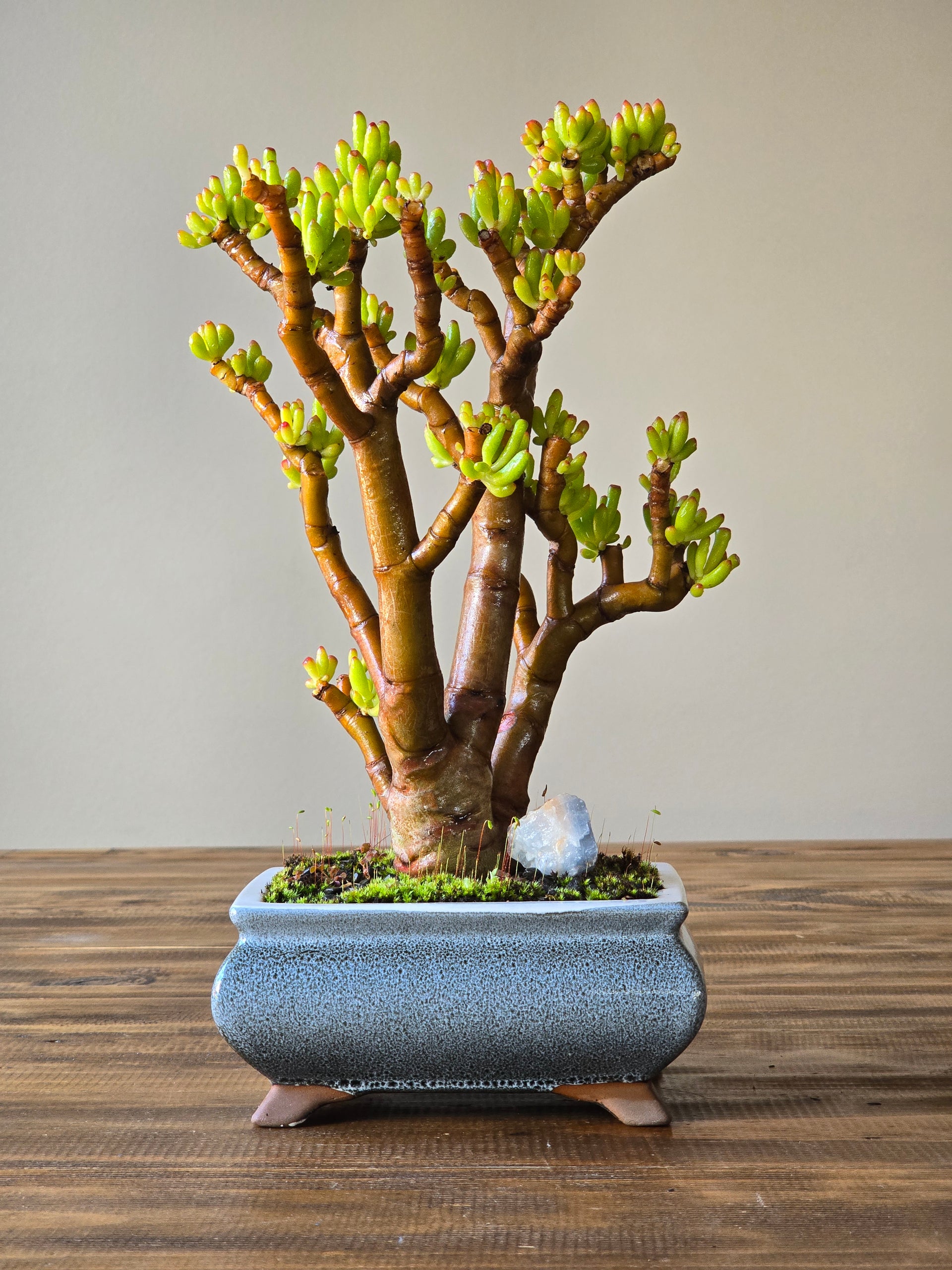 Crassula Ladies Fingers Bonsai  B for Bonsai