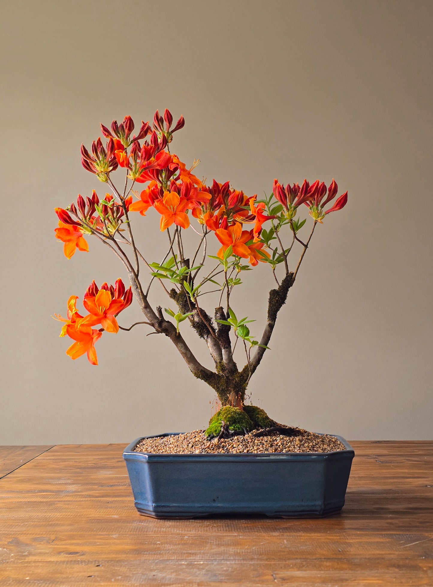 Large Azalea "GoldenEagle" (Pickup Only)