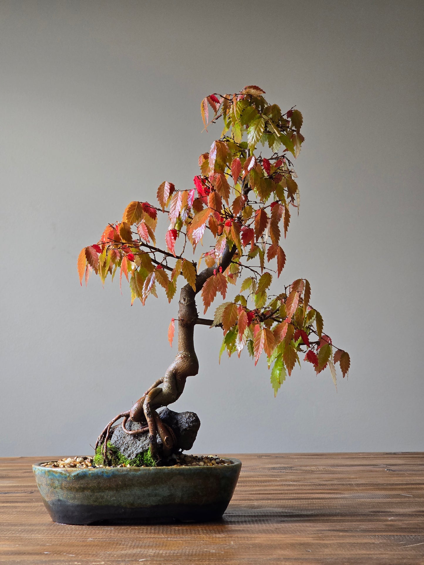 Root-Over-Rock Japanese Elm Bonsai, handmade pot