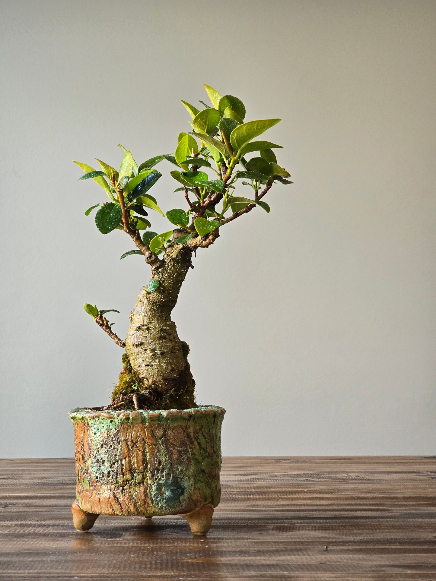 Ficus Rubiginosa (Port Jackson Fig)  Bonsai