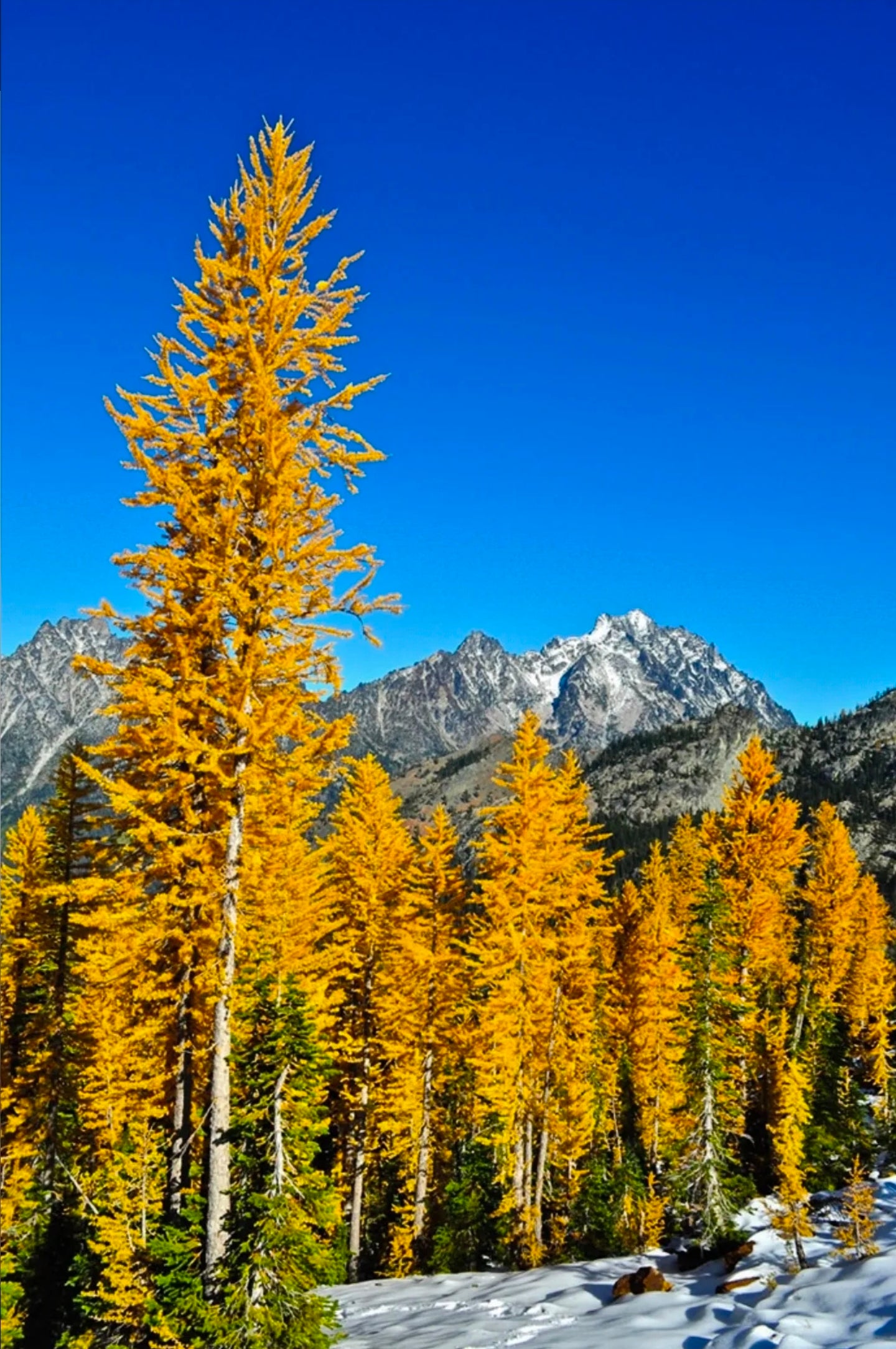 Japanese Larch Bonsai
