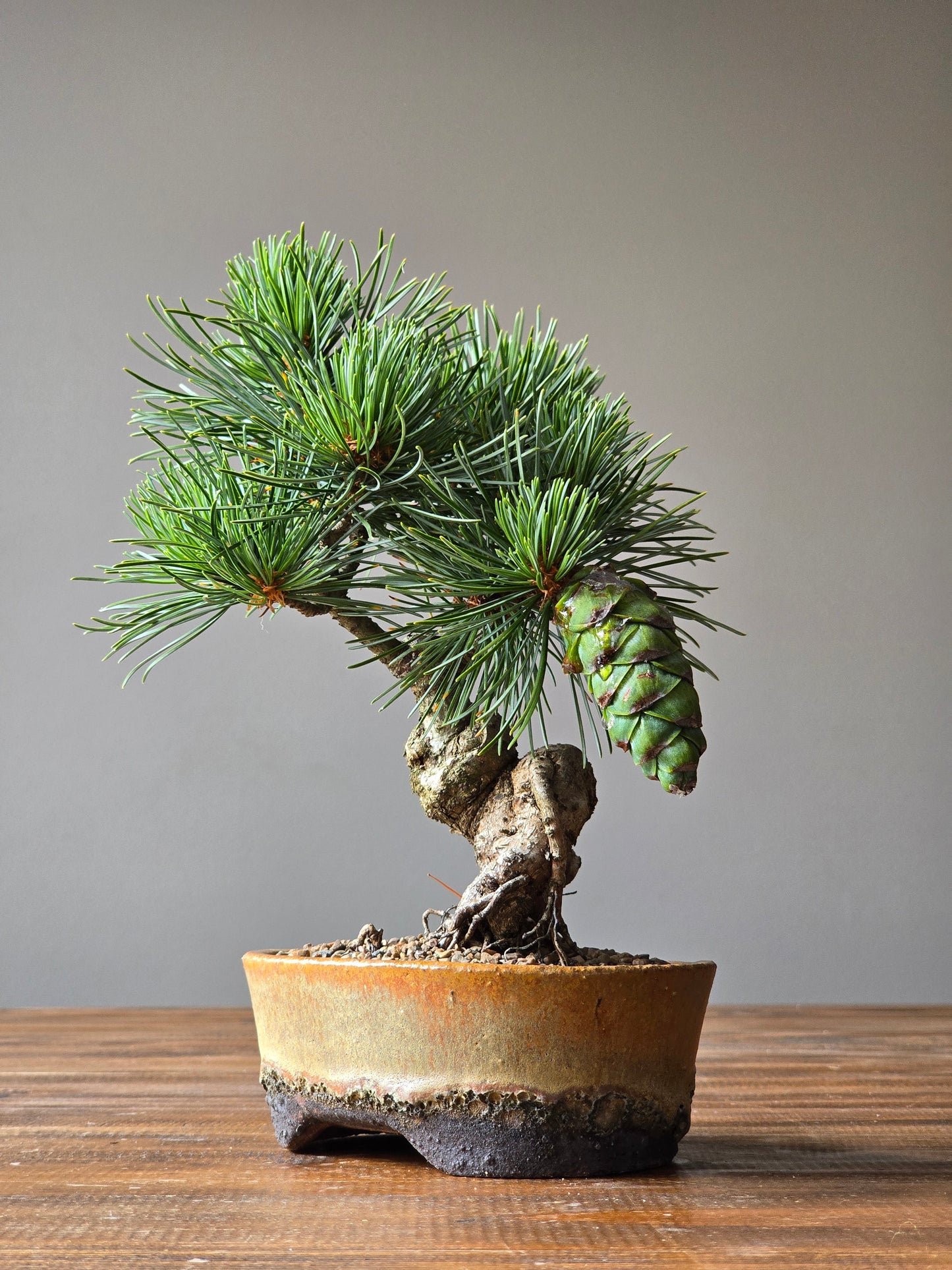 Japanese White Pine - FUKAI in Handmade Pot