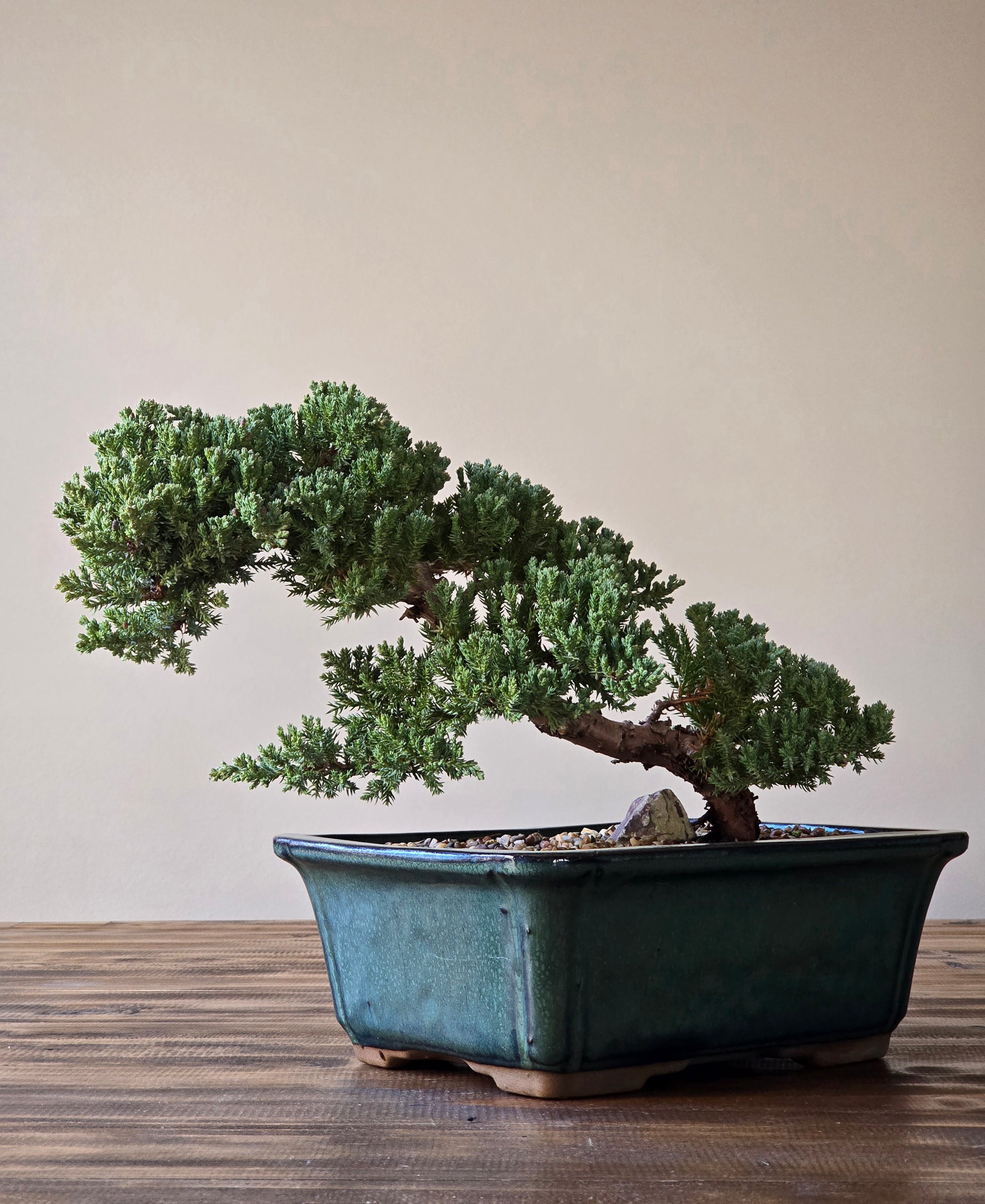 big juniper bonsai tree Large Juniper Bonsai – B for Bonsai