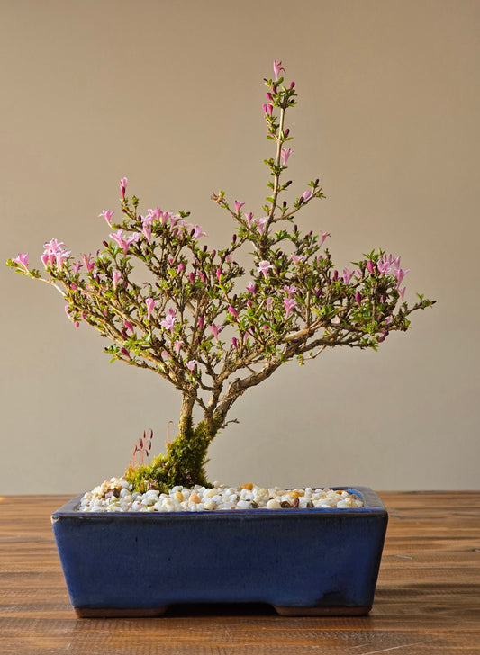 Serissa Bonsai