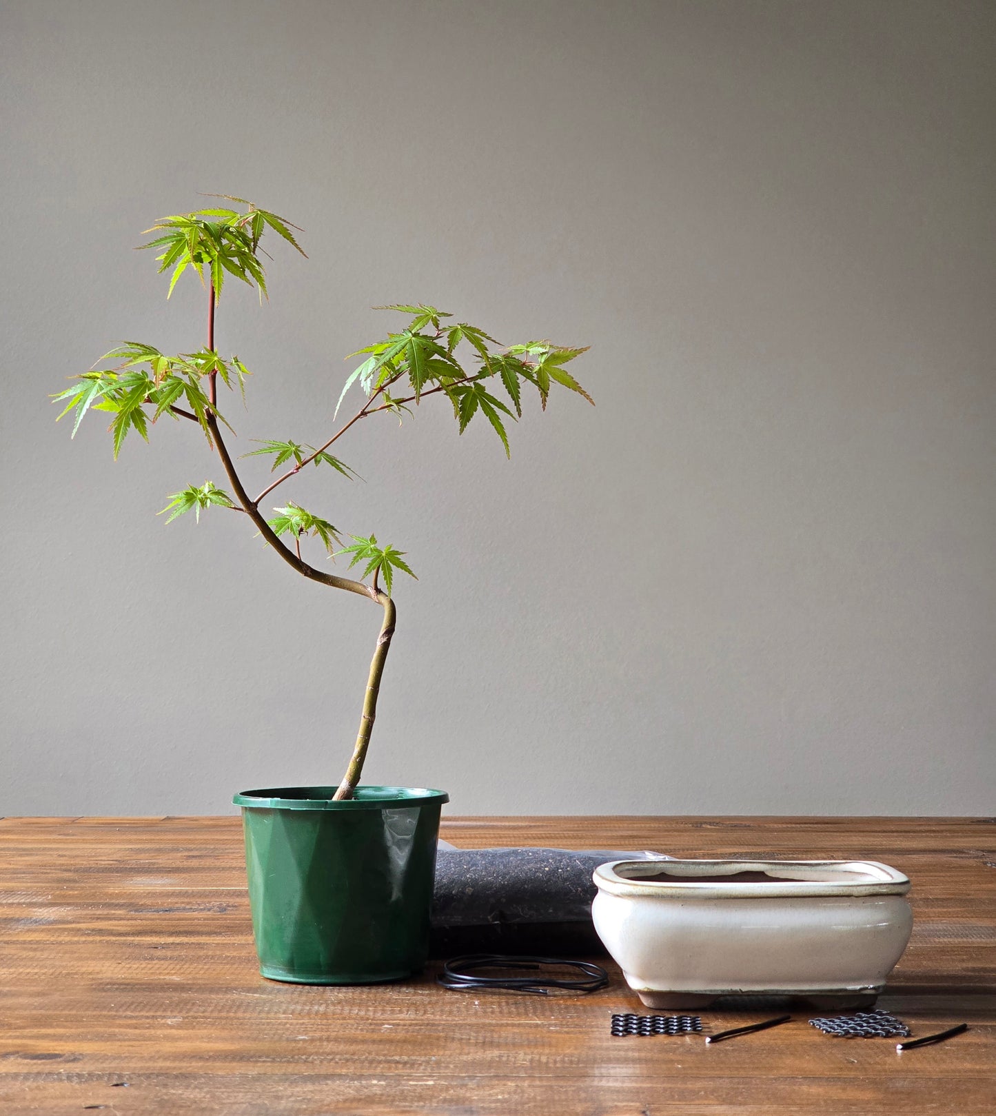 Japanese Maple Bonsai Starter