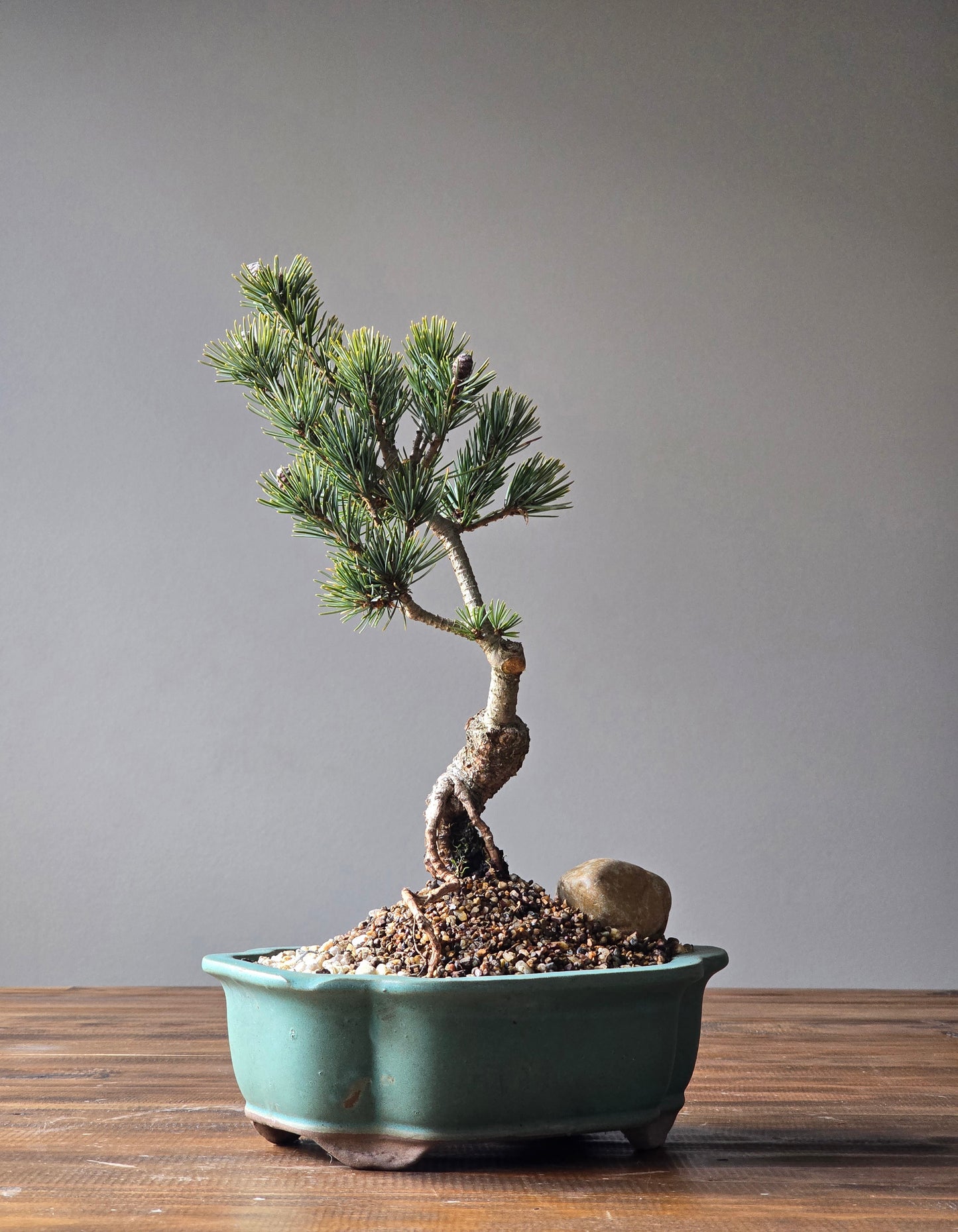 Japanese White Pine Bonsai