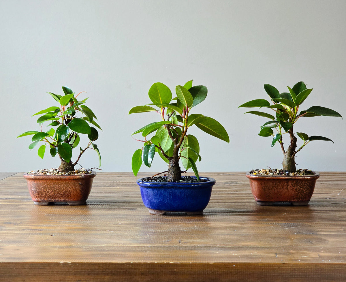 Ficus Rubiginosa (Port Jackson Fig)  Bonsai