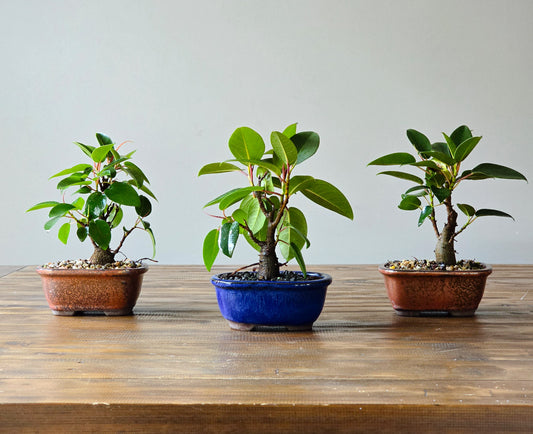 Ficus Rubiginosa (Port Jackson Fig)  Bonsai