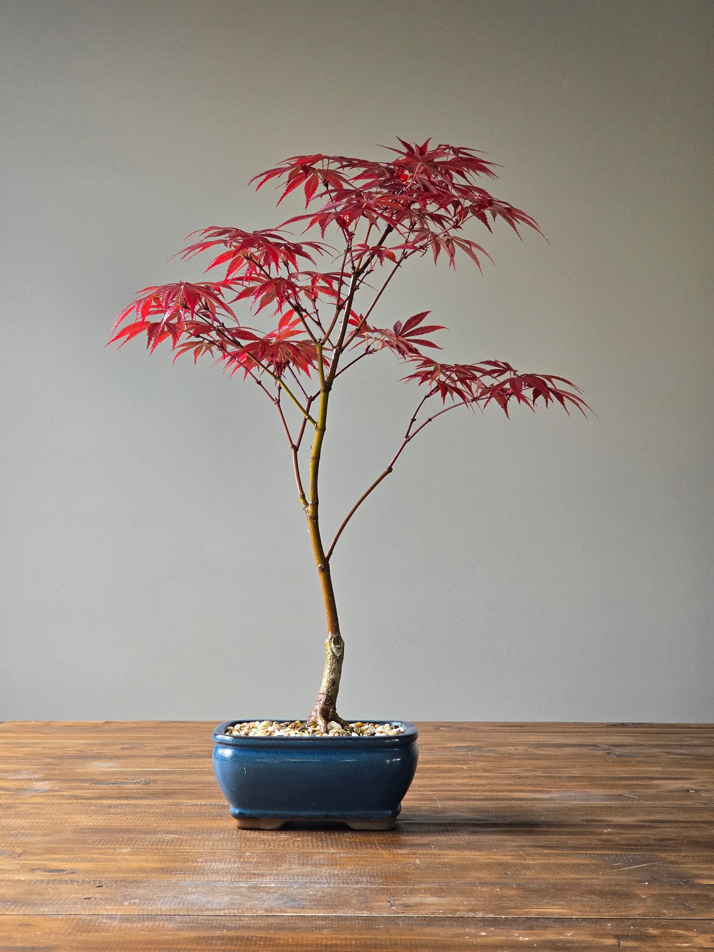 Japanese Maple