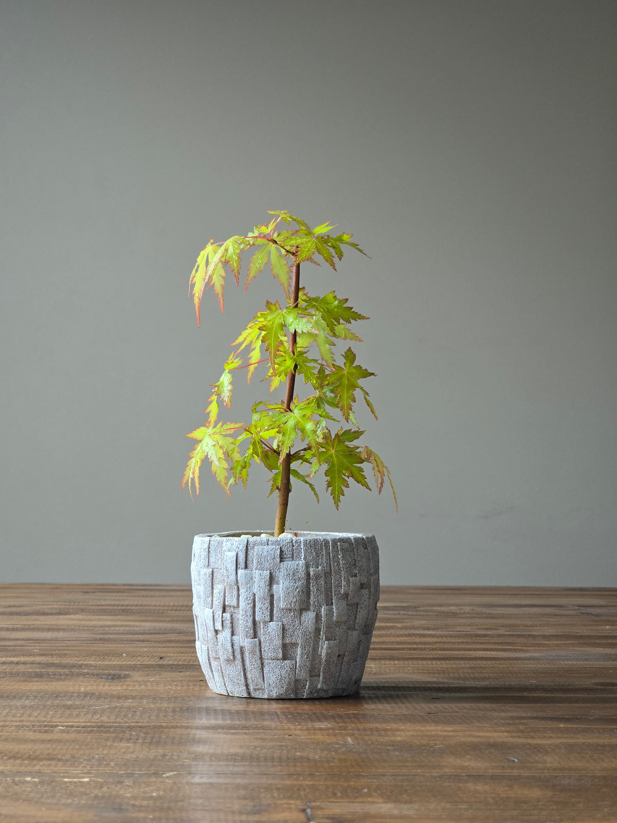 Japanese Maple Bonsai Starter