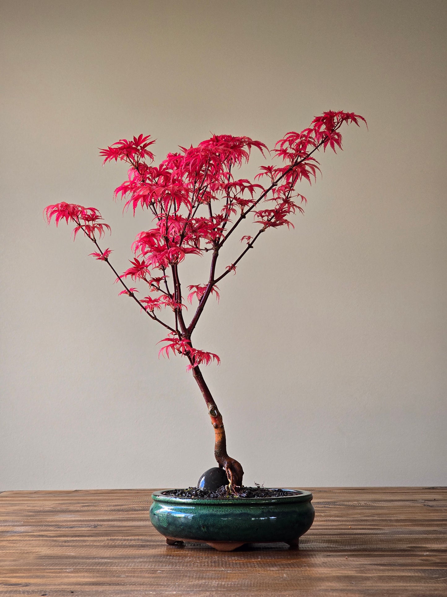 Skeeter's Broom Japanese Maple Bonsai
