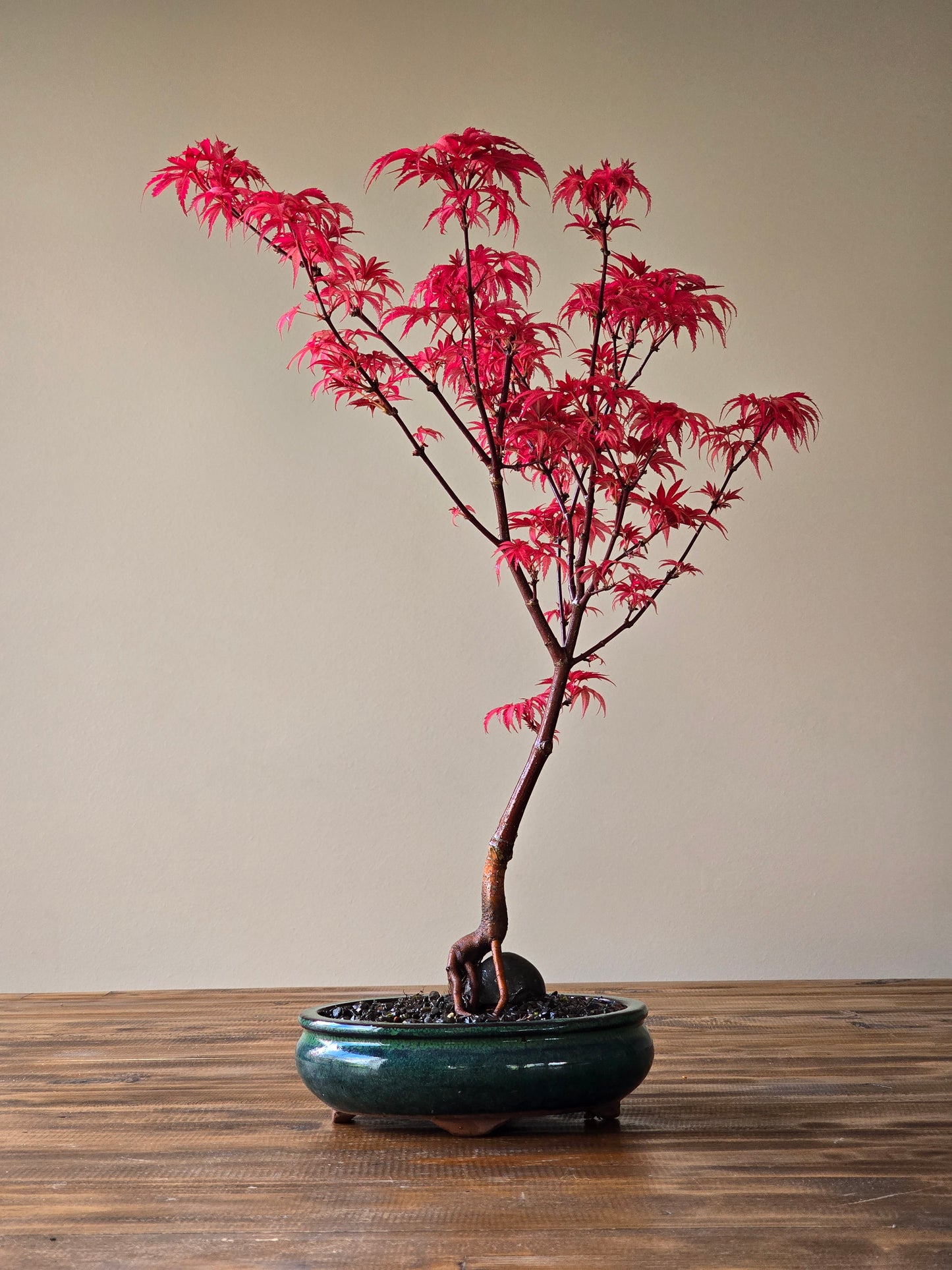 Skeeter's Broom Japanese Maple Bonsai