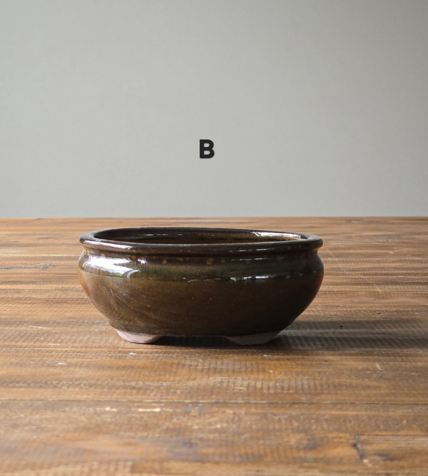 Japanese Maple Bonsai Starter