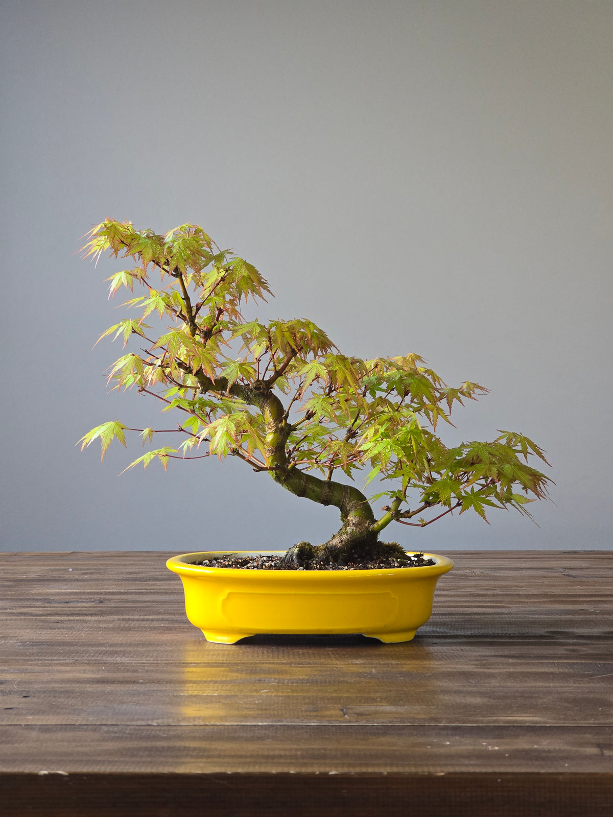 Advanced Japanese Maple Bonsai, Purple Shallow Pot (Lay-by Available)