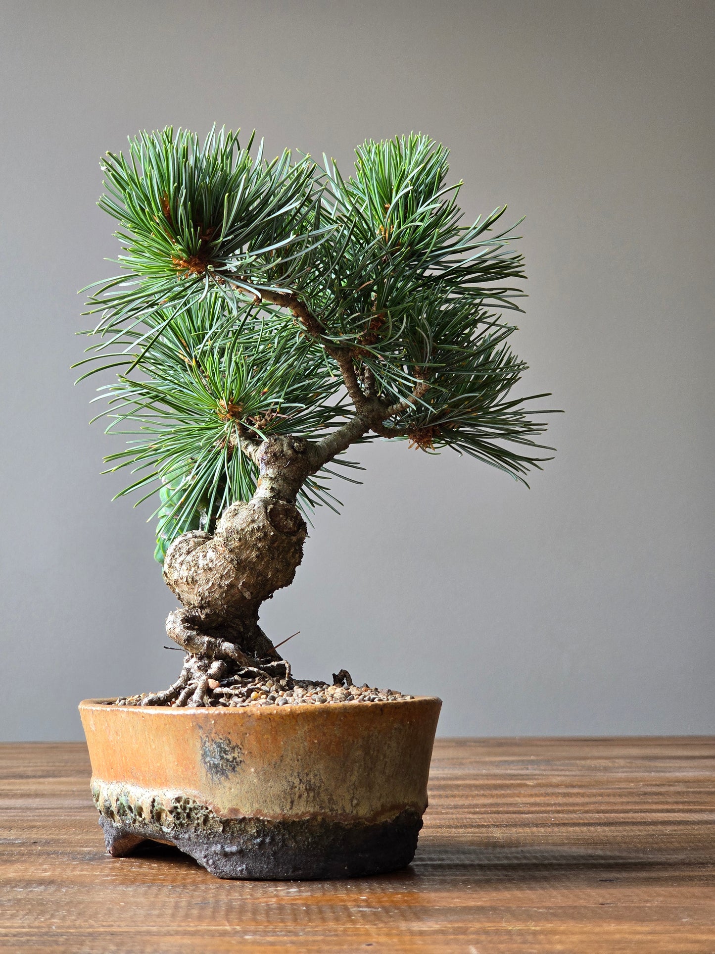 Japanese White Pine - FUKAI in Handmade Pot