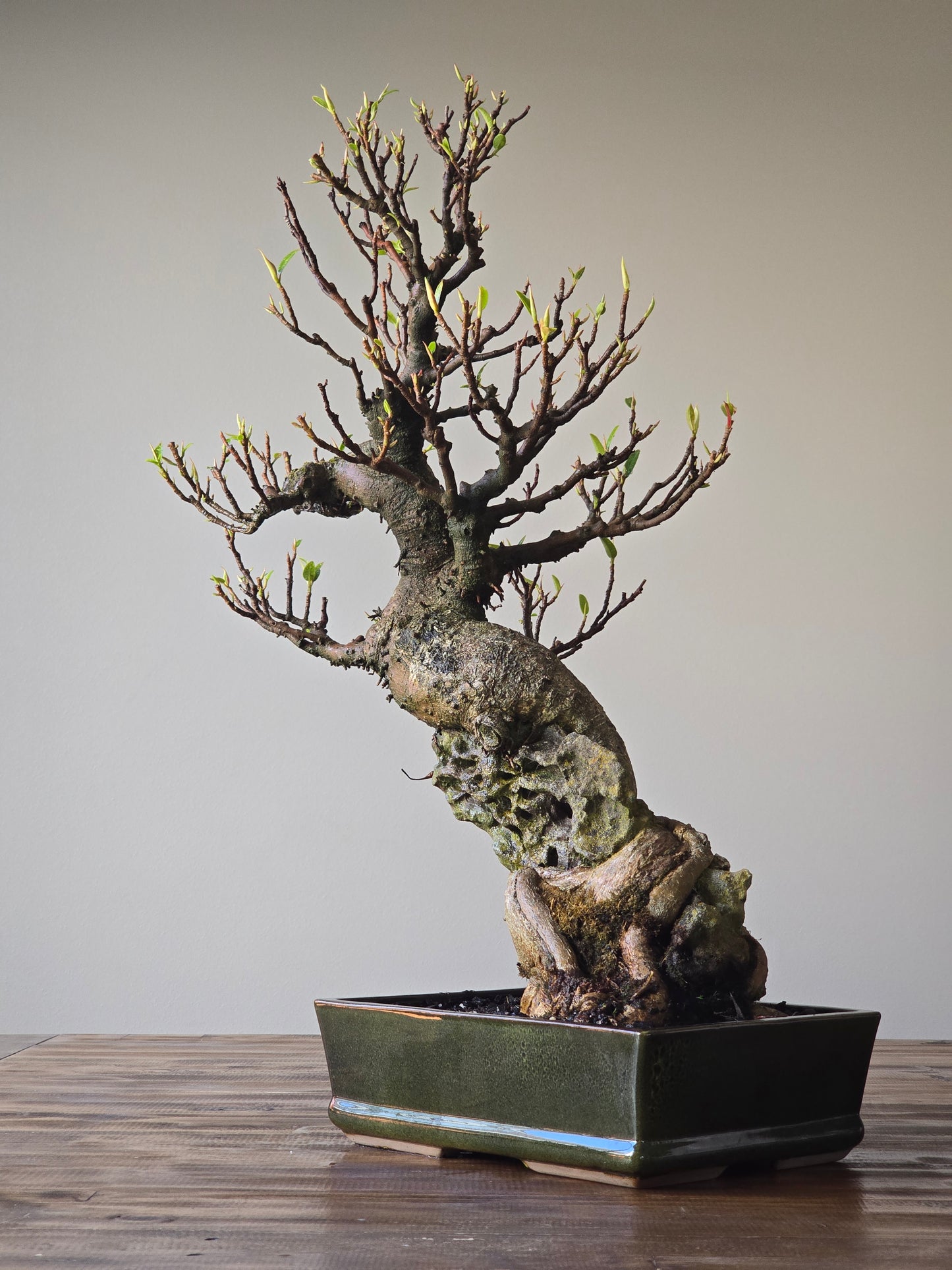 Root-Over-Rock Advanced Ficus Rubiginosa (Port Jackson Fig) Lay-by Available