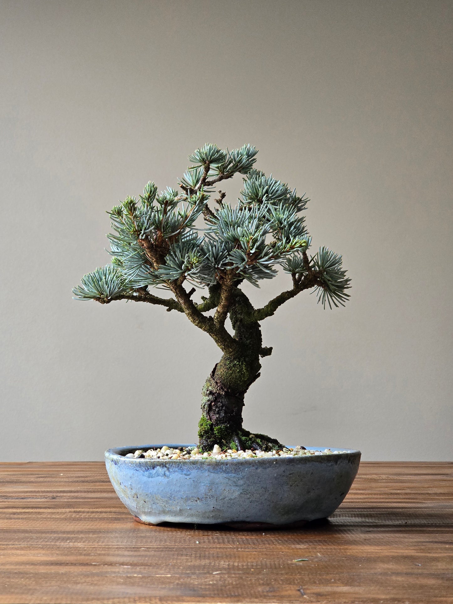 Atlantic Blue Cedar Bonsai