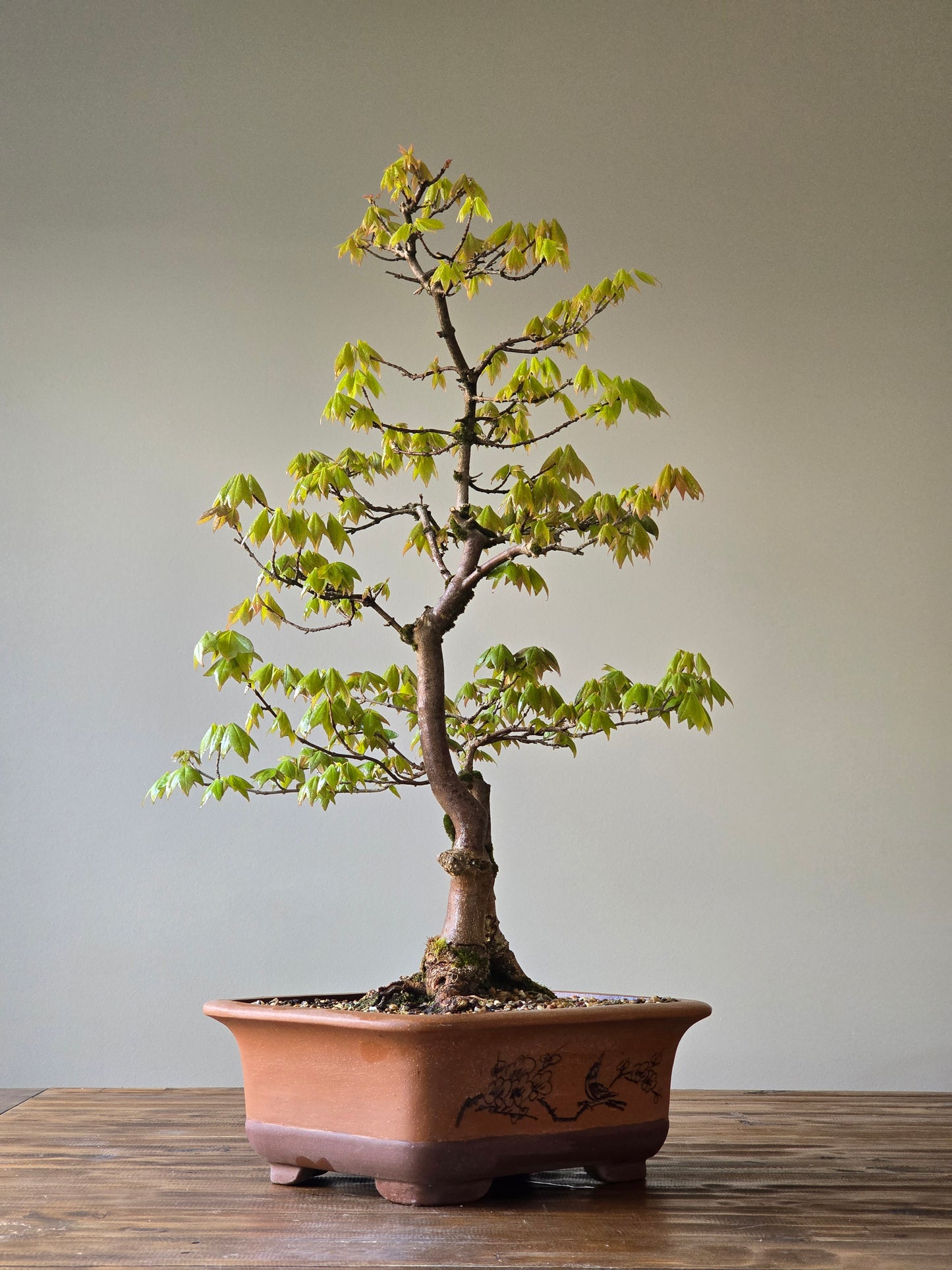Large Trident Maple Bonsai (PICKUP ONLY)