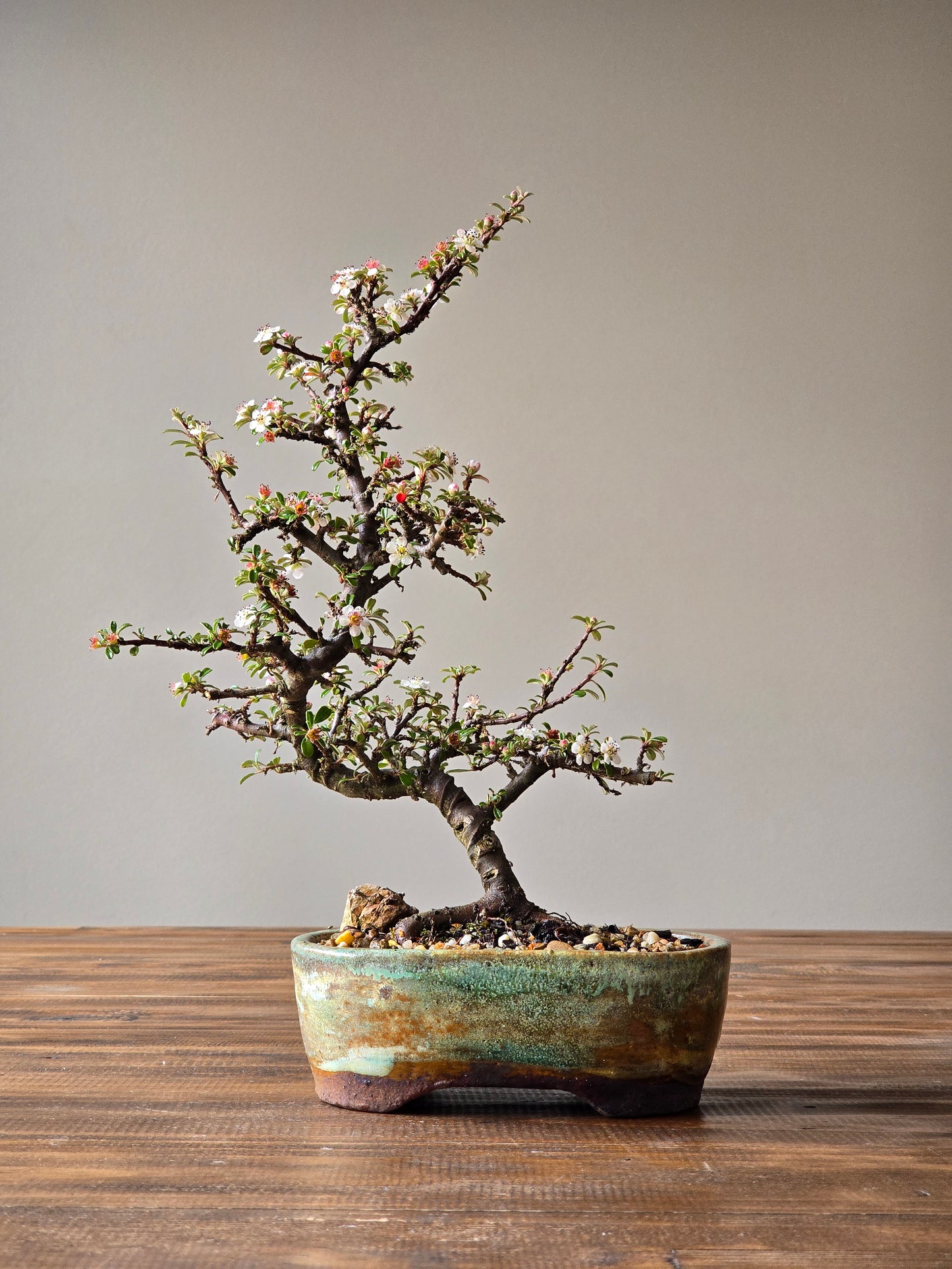 Cotoneaster Bonsai with Handmade pot
