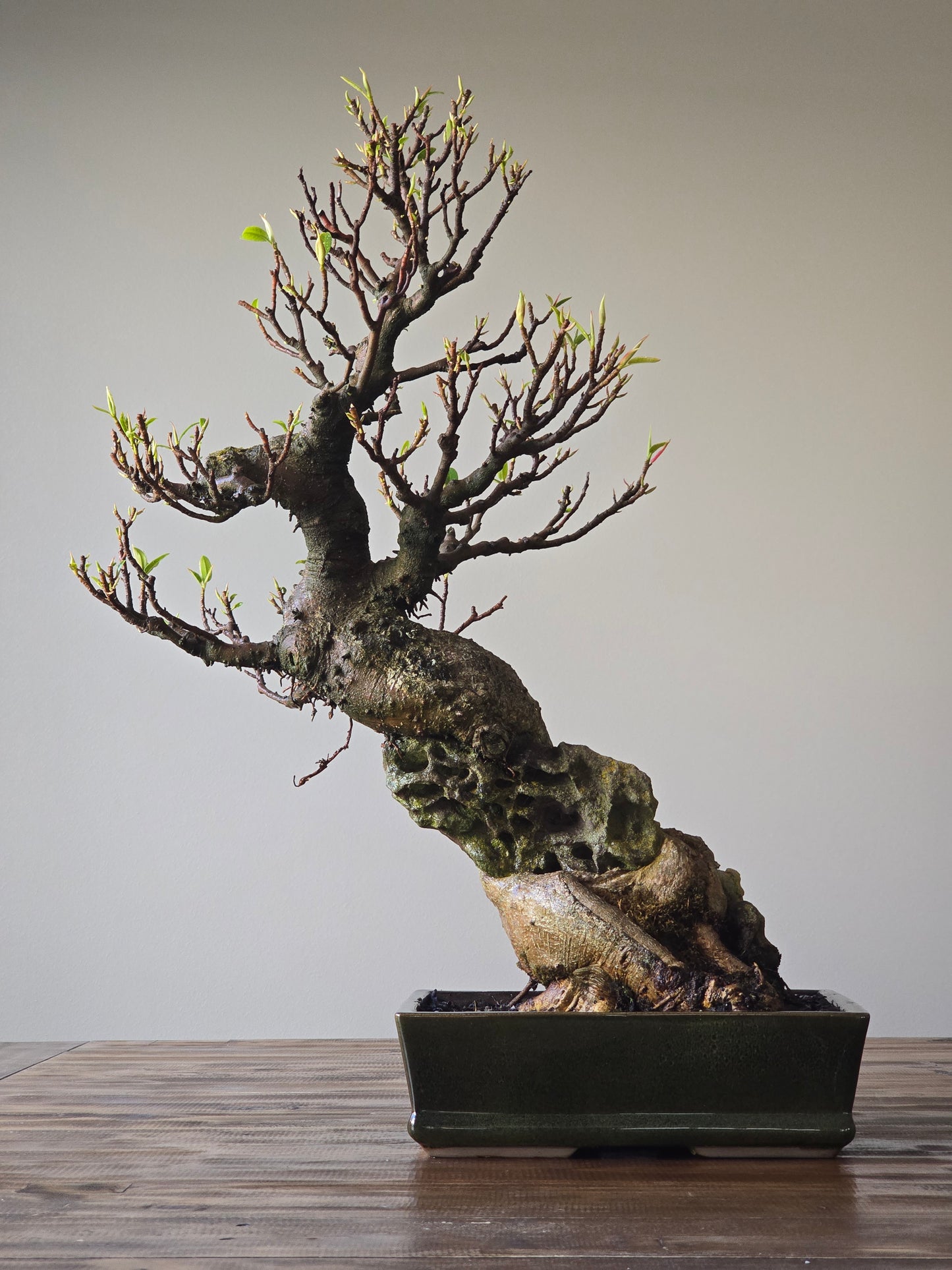 Root-Over-Rock Advanced Ficus Rubiginosa (Port Jackson Fig) Lay-by Available