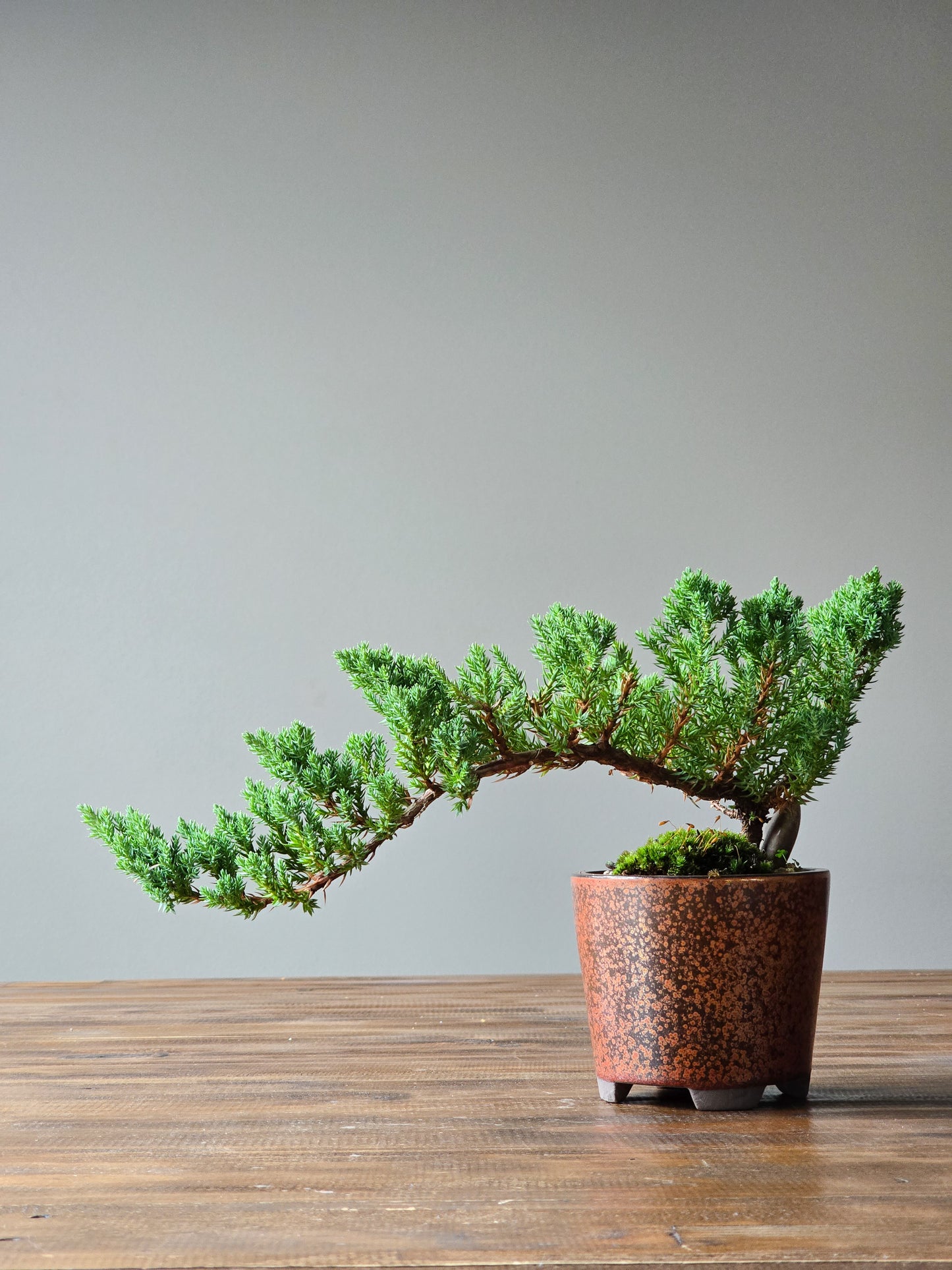 Juniper Bonsai