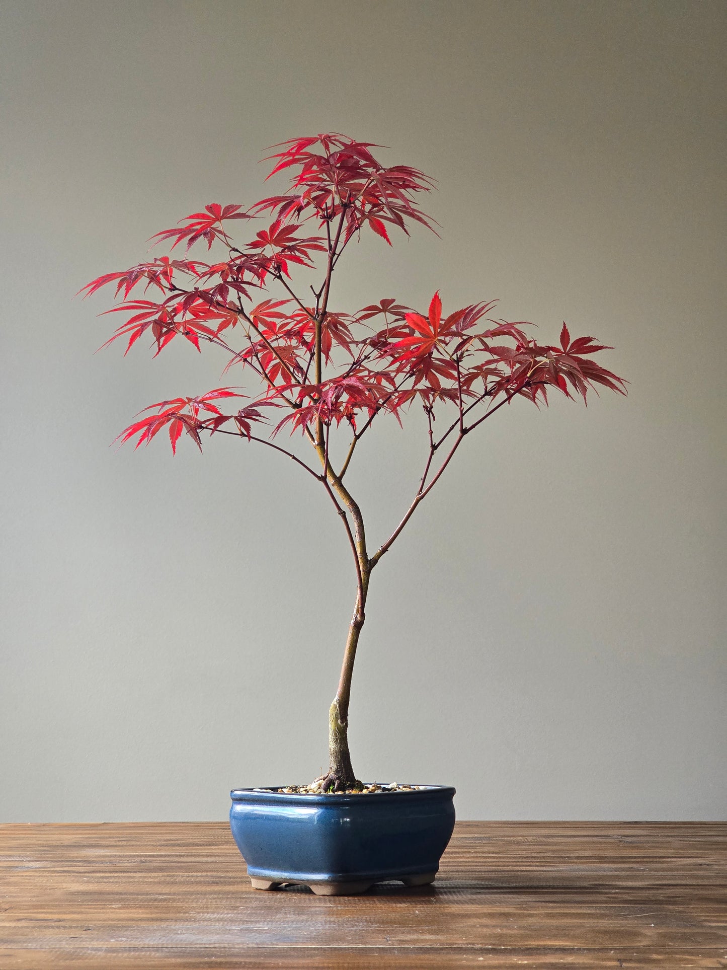 Japanese Maple